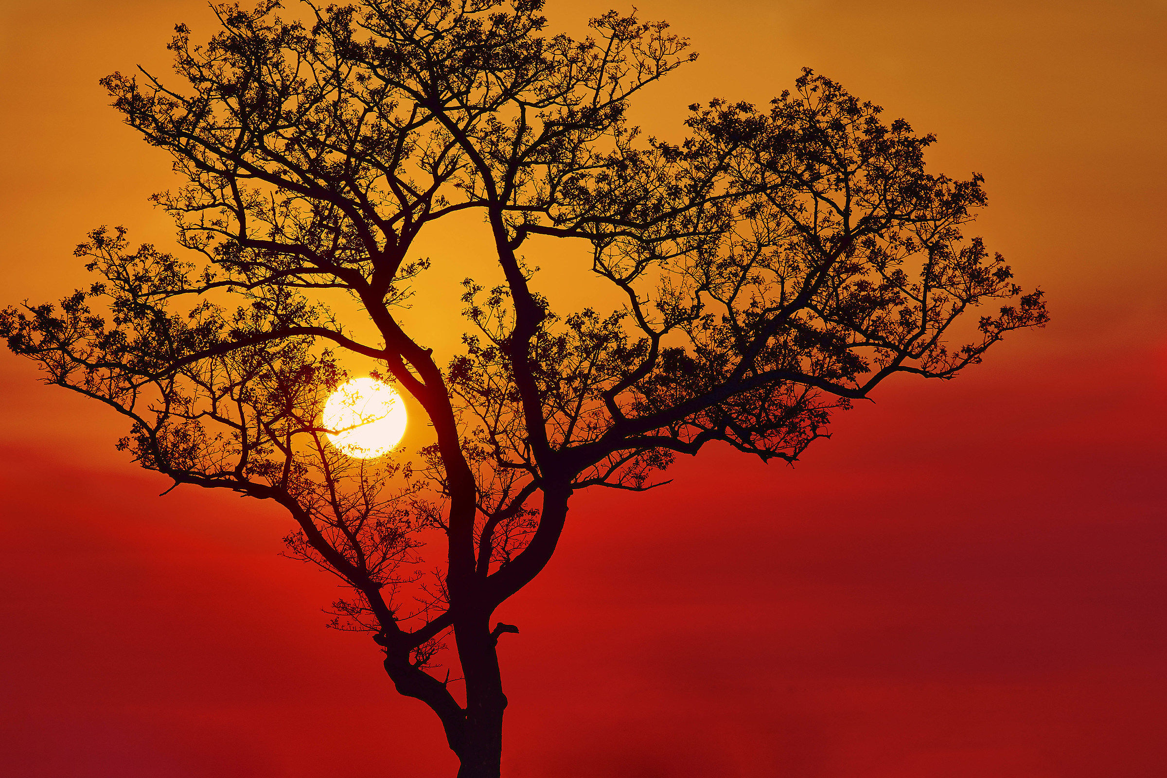 Fiery sunset in the Kruger Park