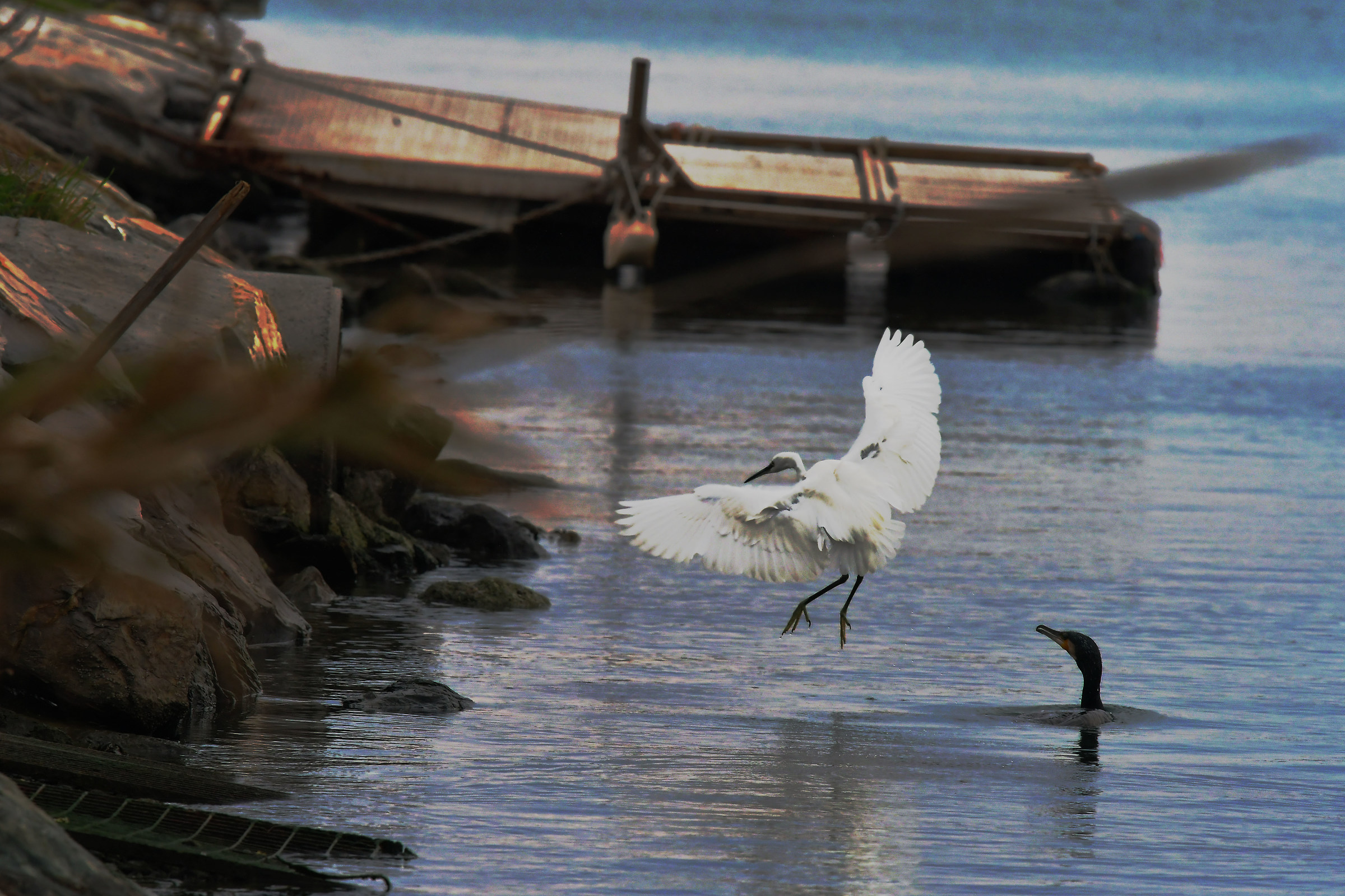 Lite Cormorano vs Garzetta