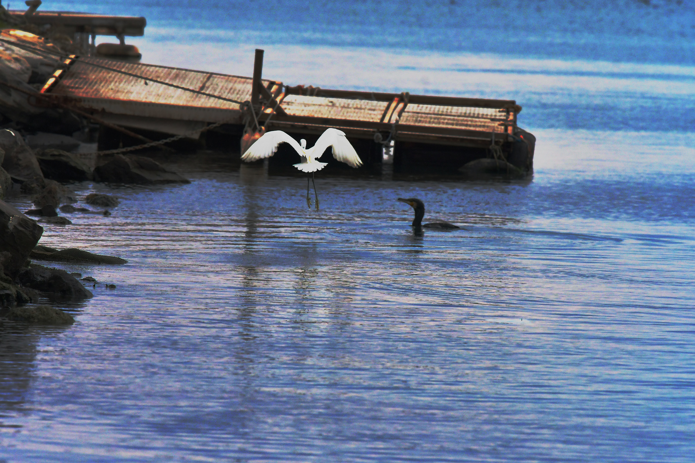 Lite Cormorano vs Garzetta