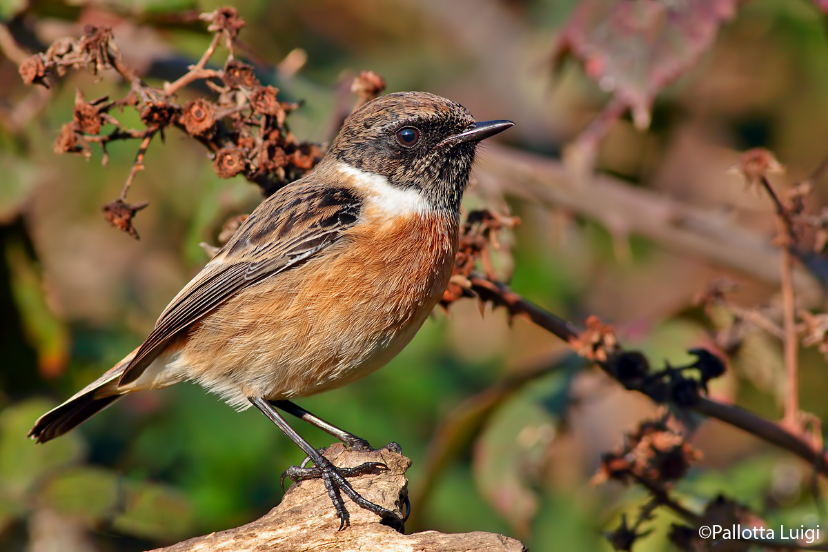 Saltimpalo (Saxicola torquata)