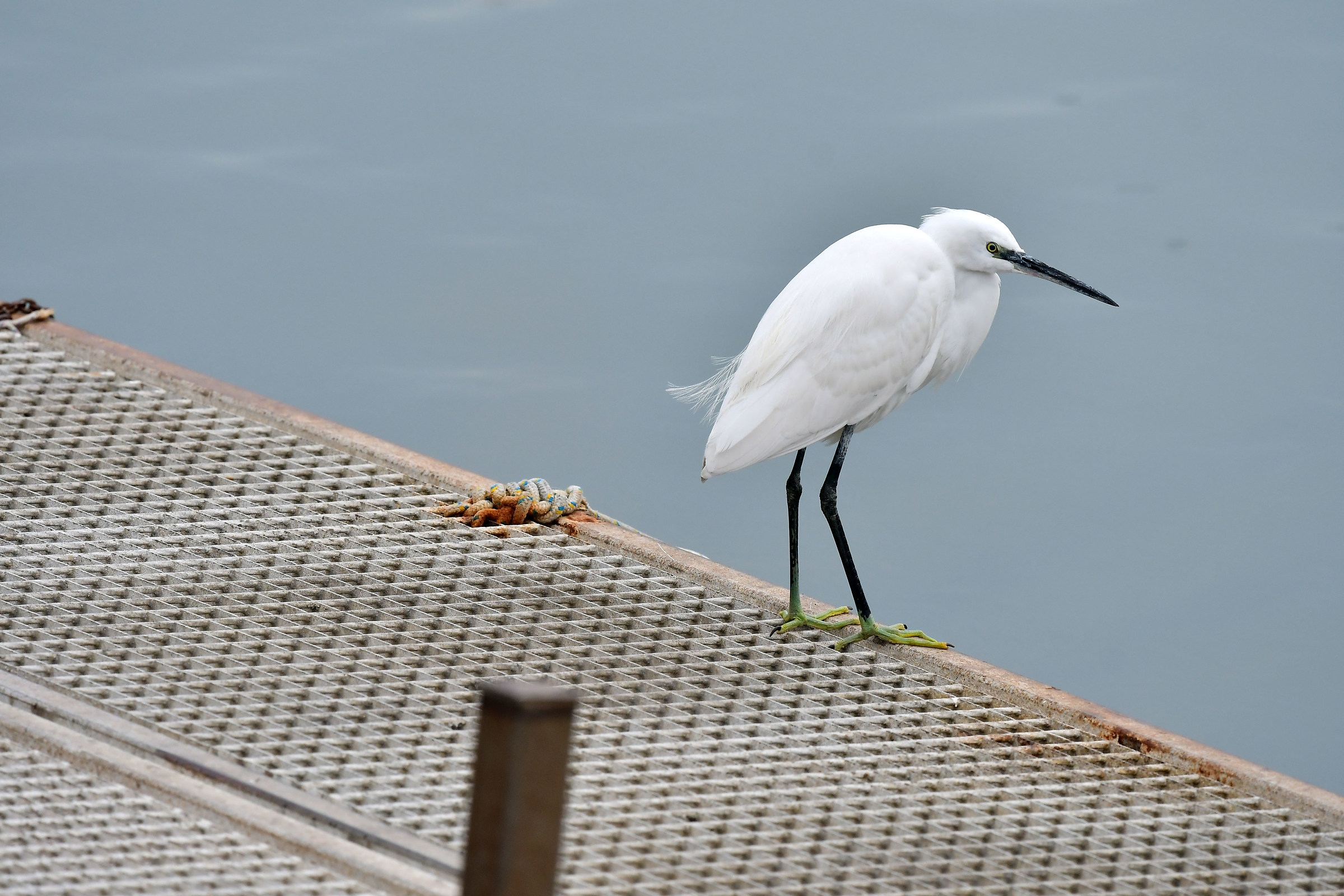 A destra nessuno mi vede