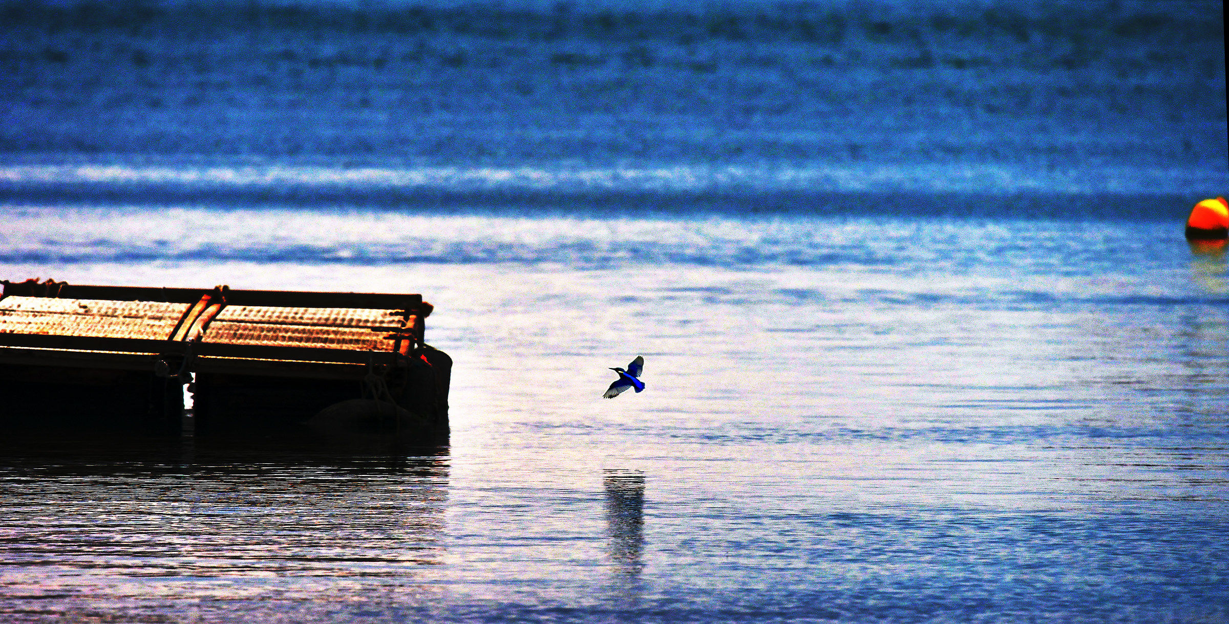 Martin Pescatore nel Canale del Branega