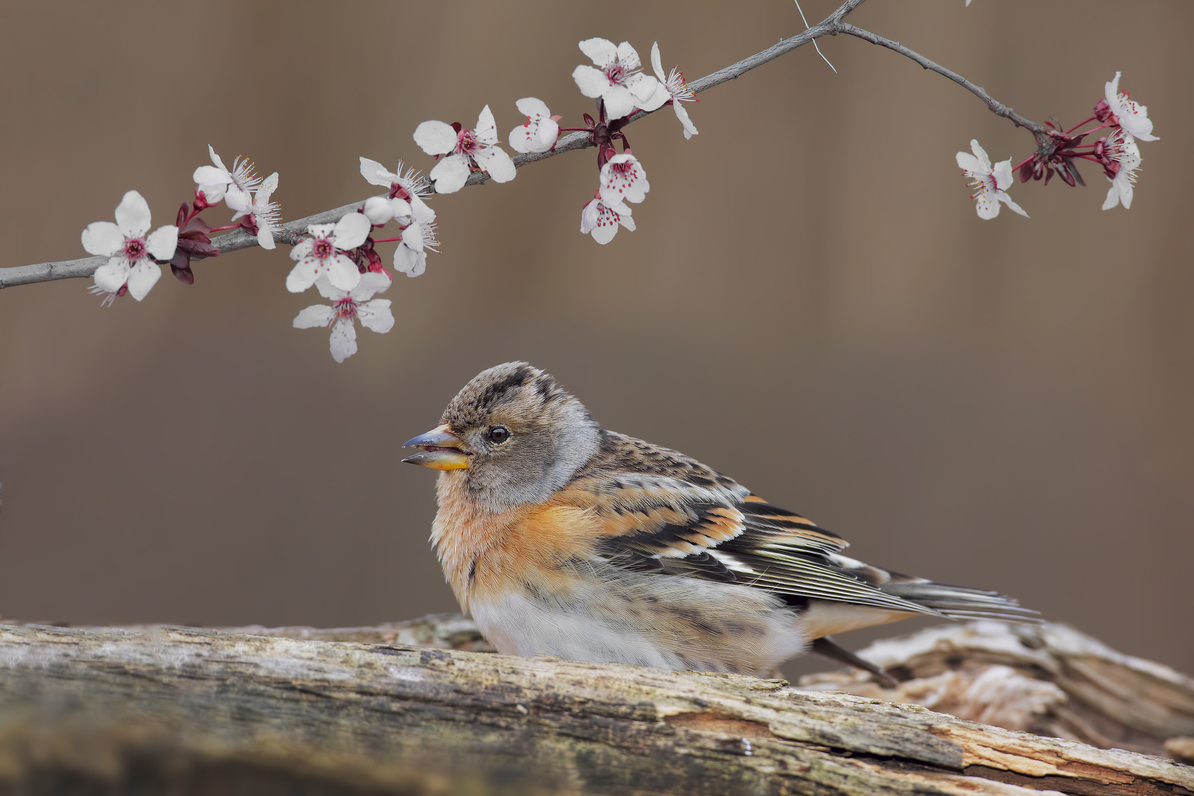 accenni di primavera (per stampe generose)