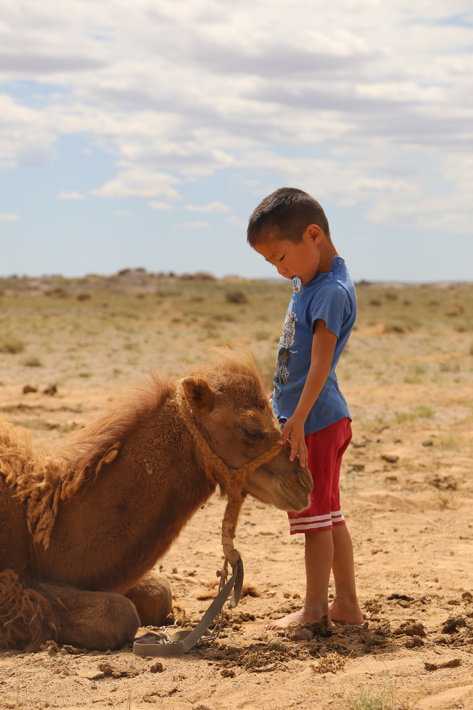 Mongolia child and camel