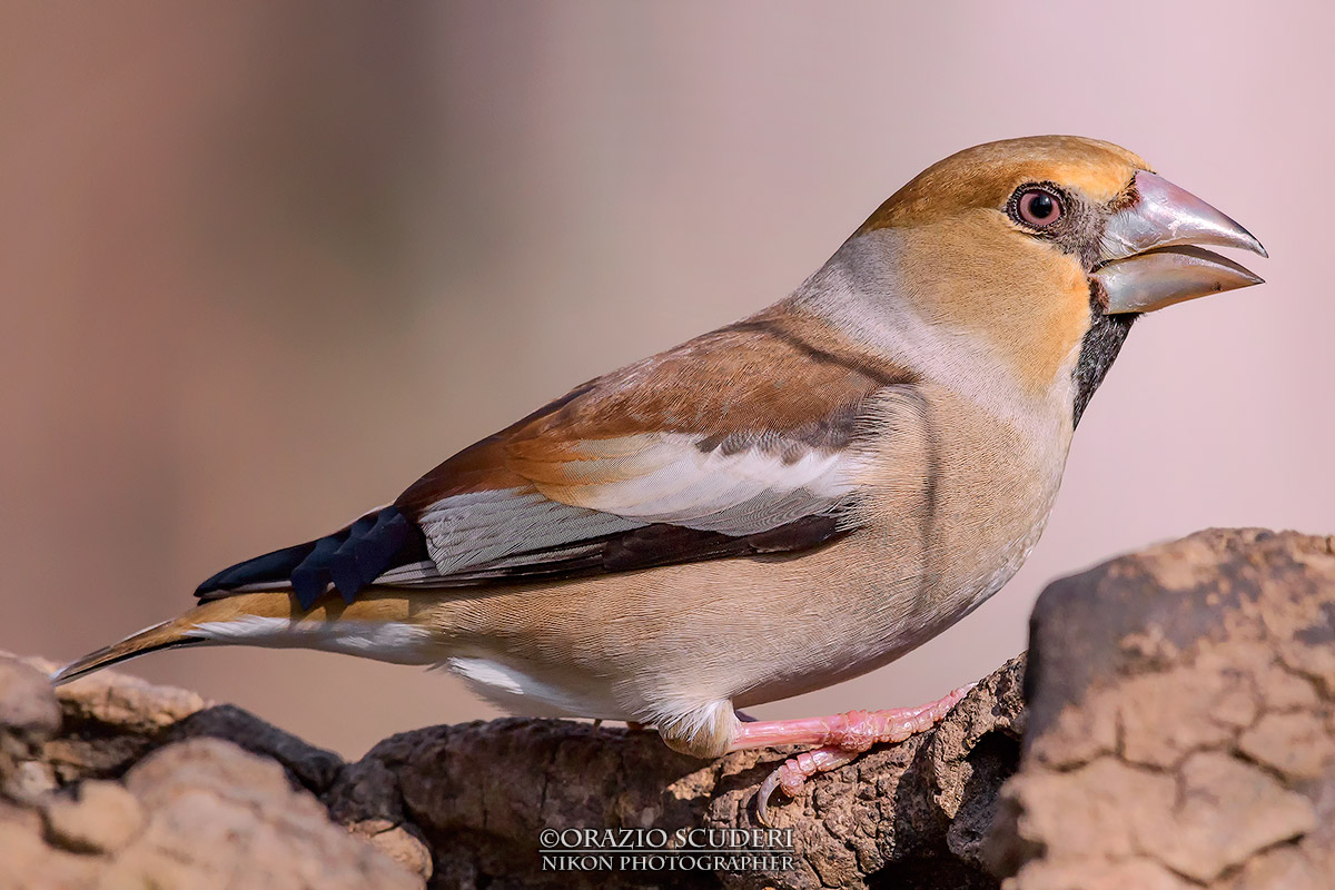 Coccothraustes coccothraustes