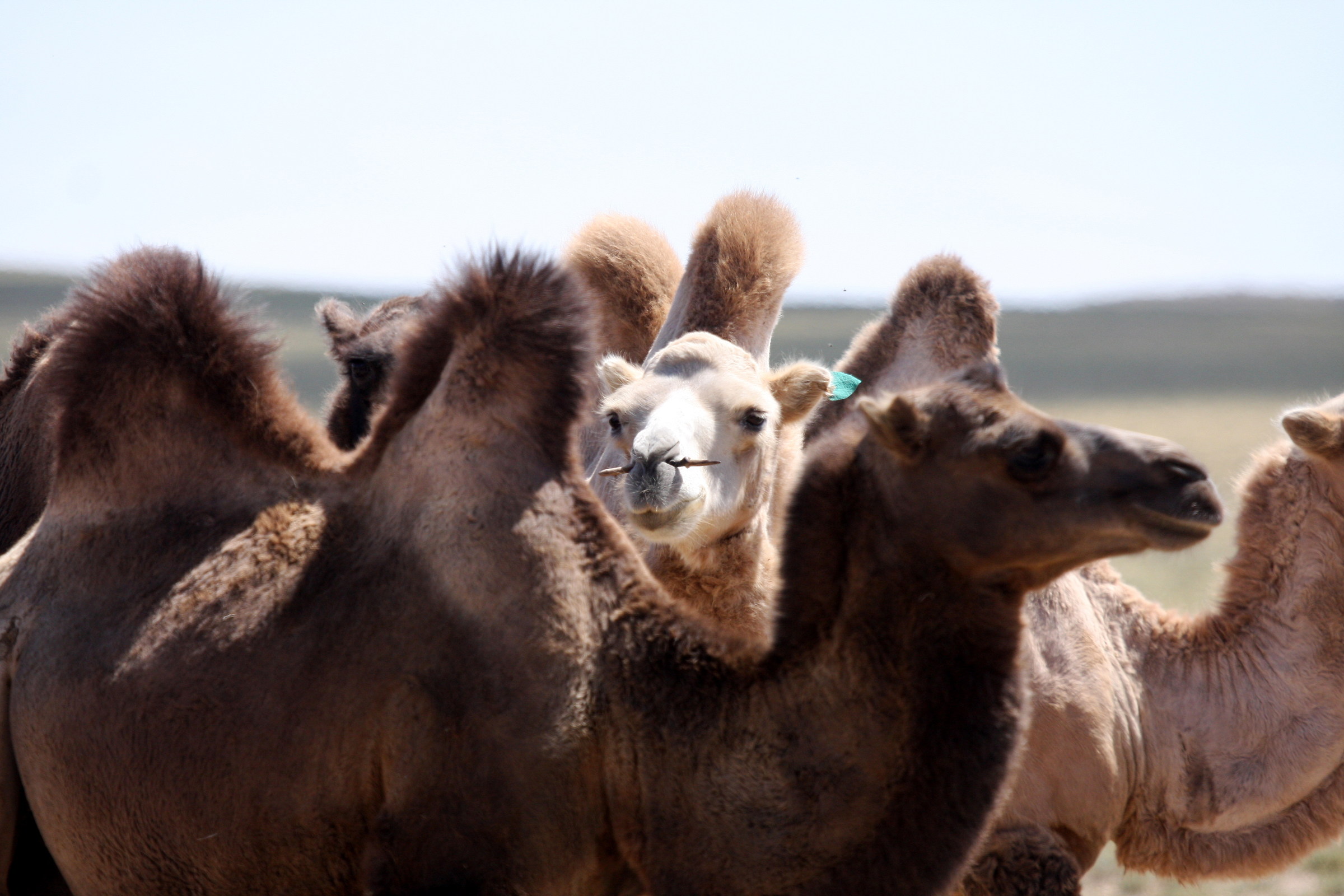 Mongolia: camel