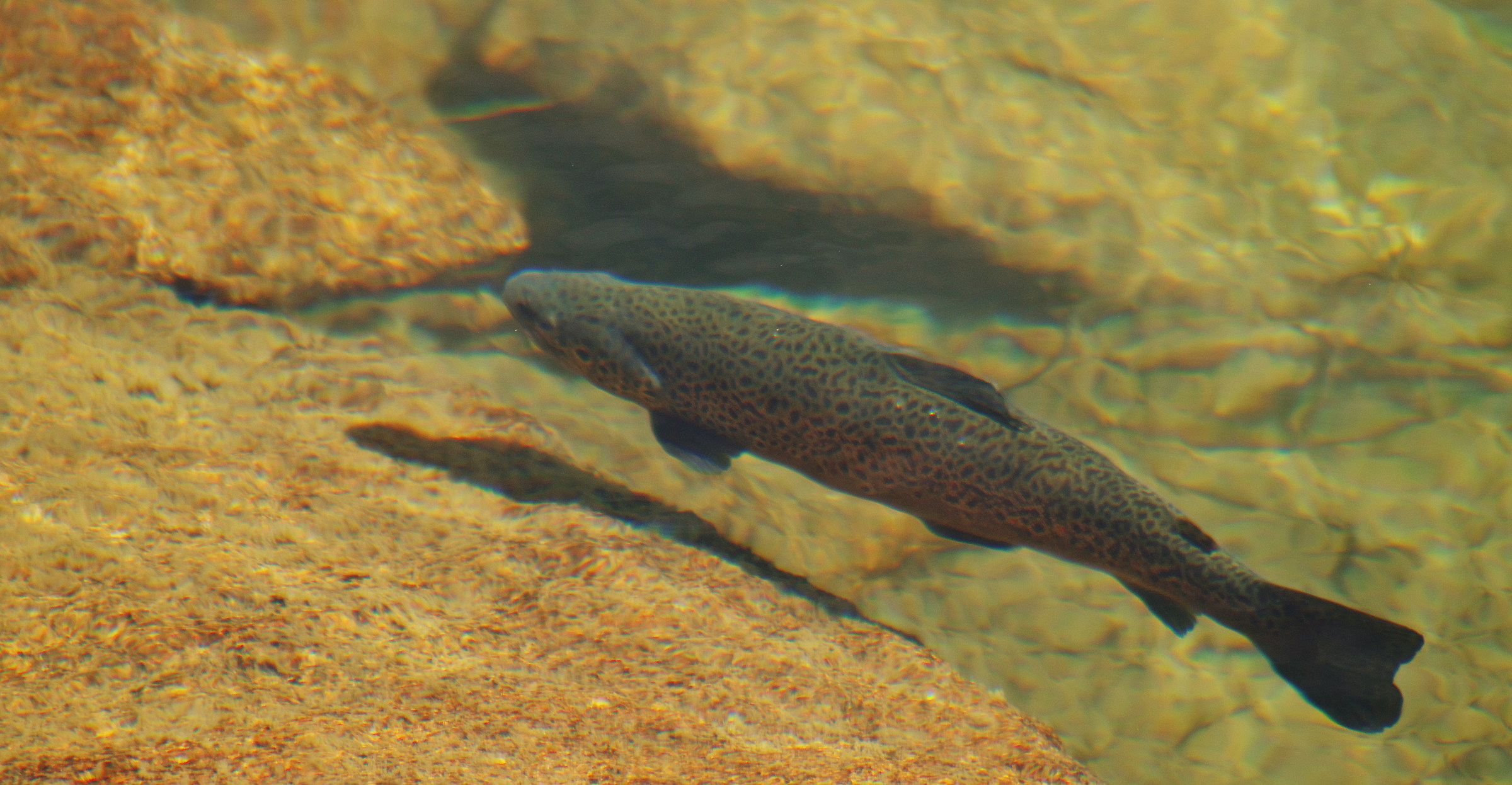 Trota Fario Ibridata