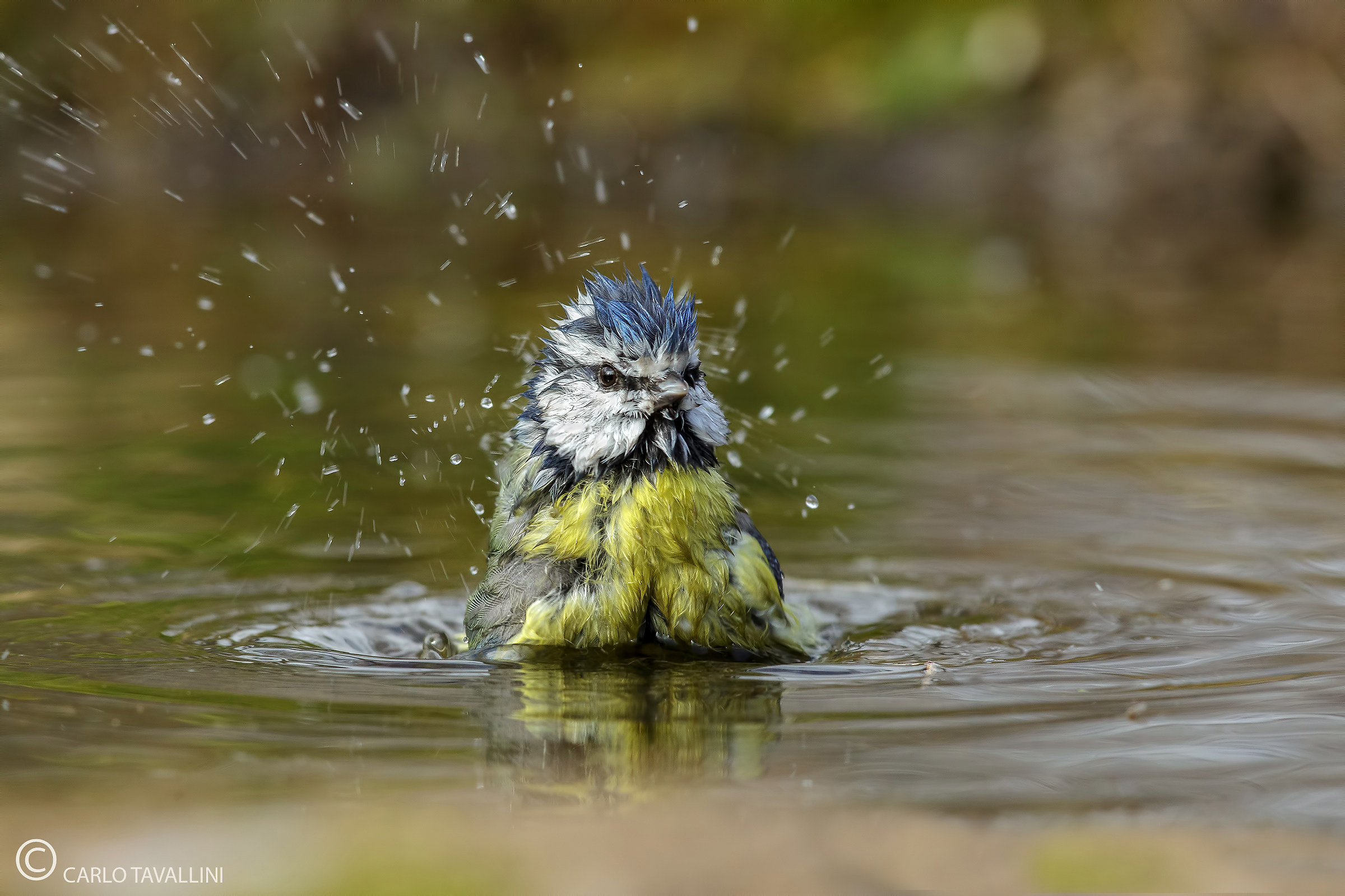 Blue tit in the bathroom