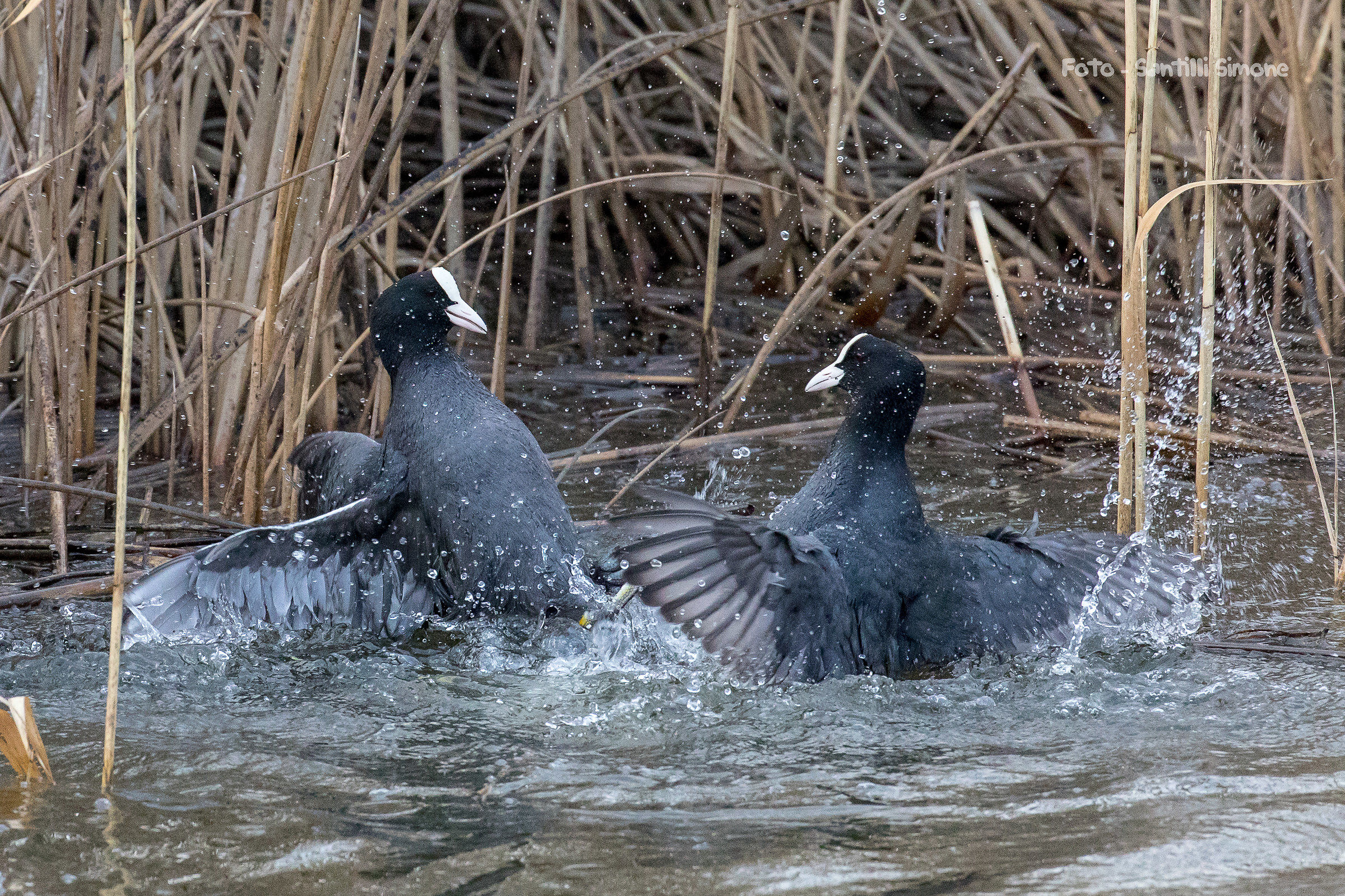 studio dell'avversario
