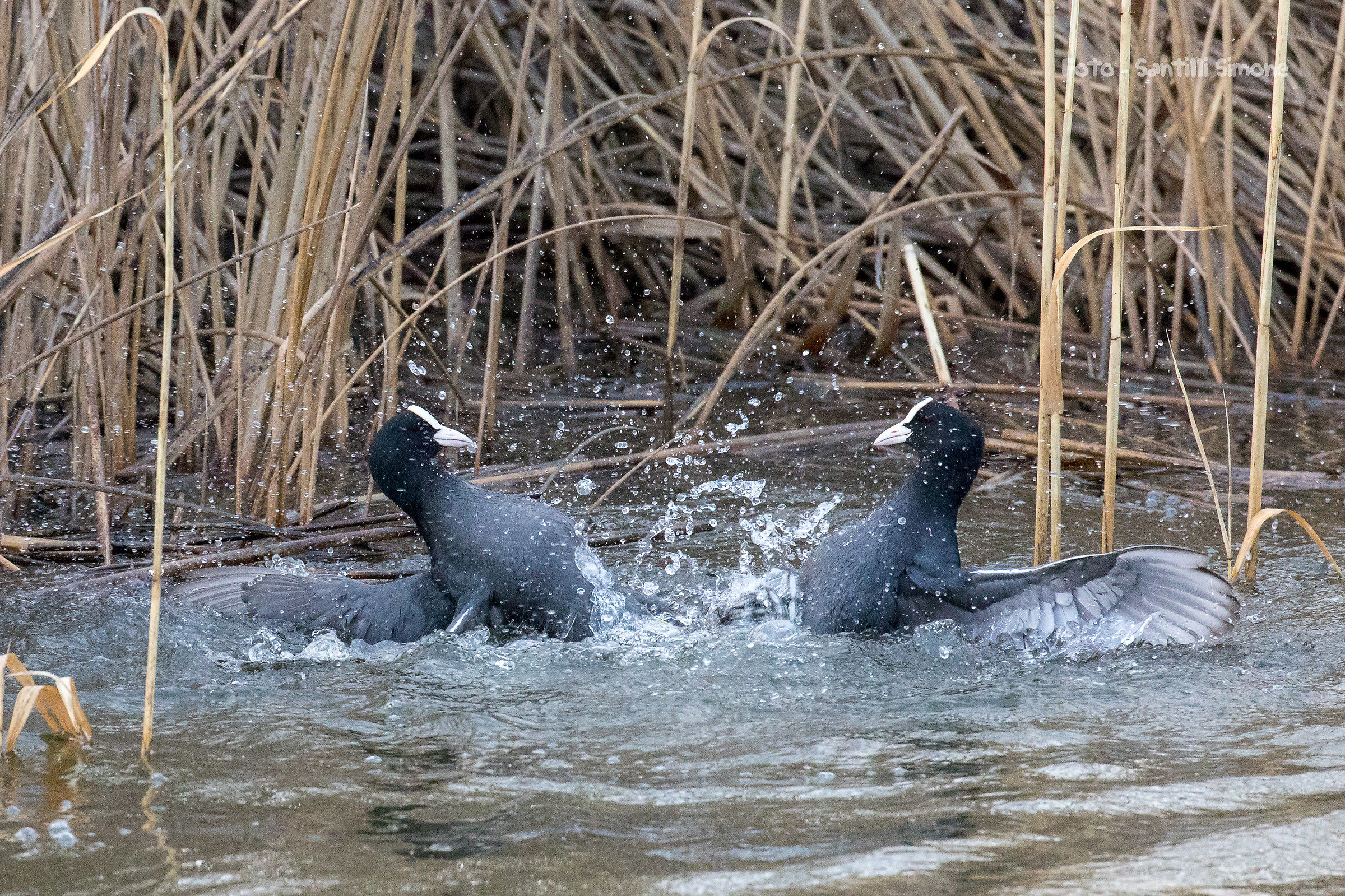battaglia o coreografia ?