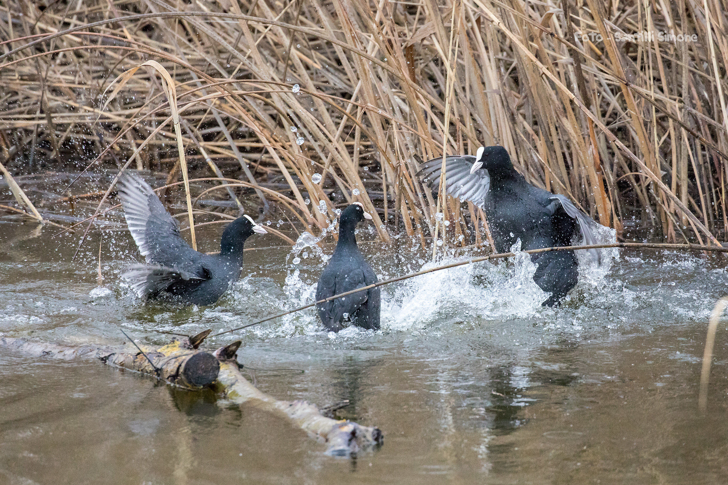 I due litiganti e il moderatore