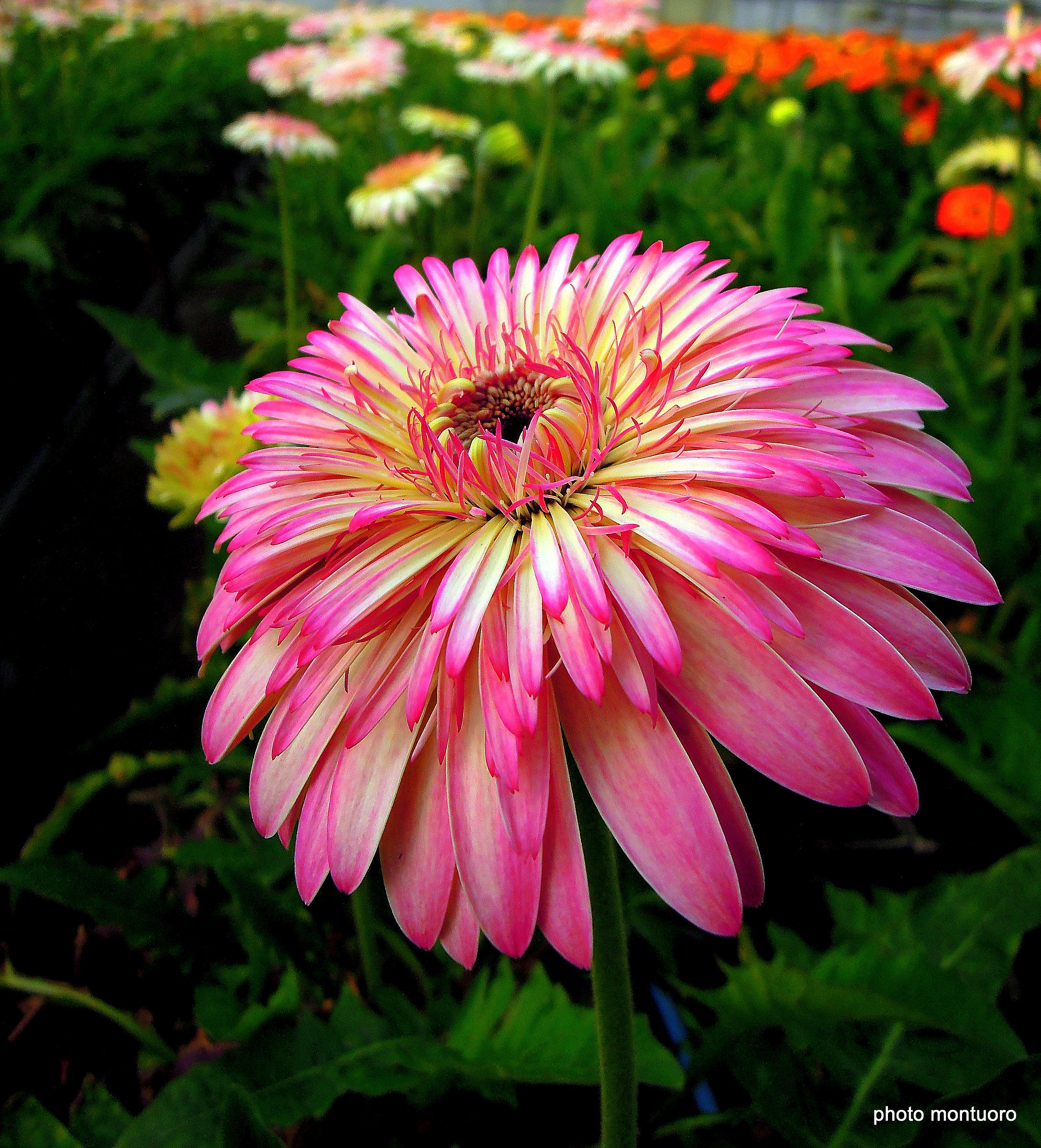 gerbera
