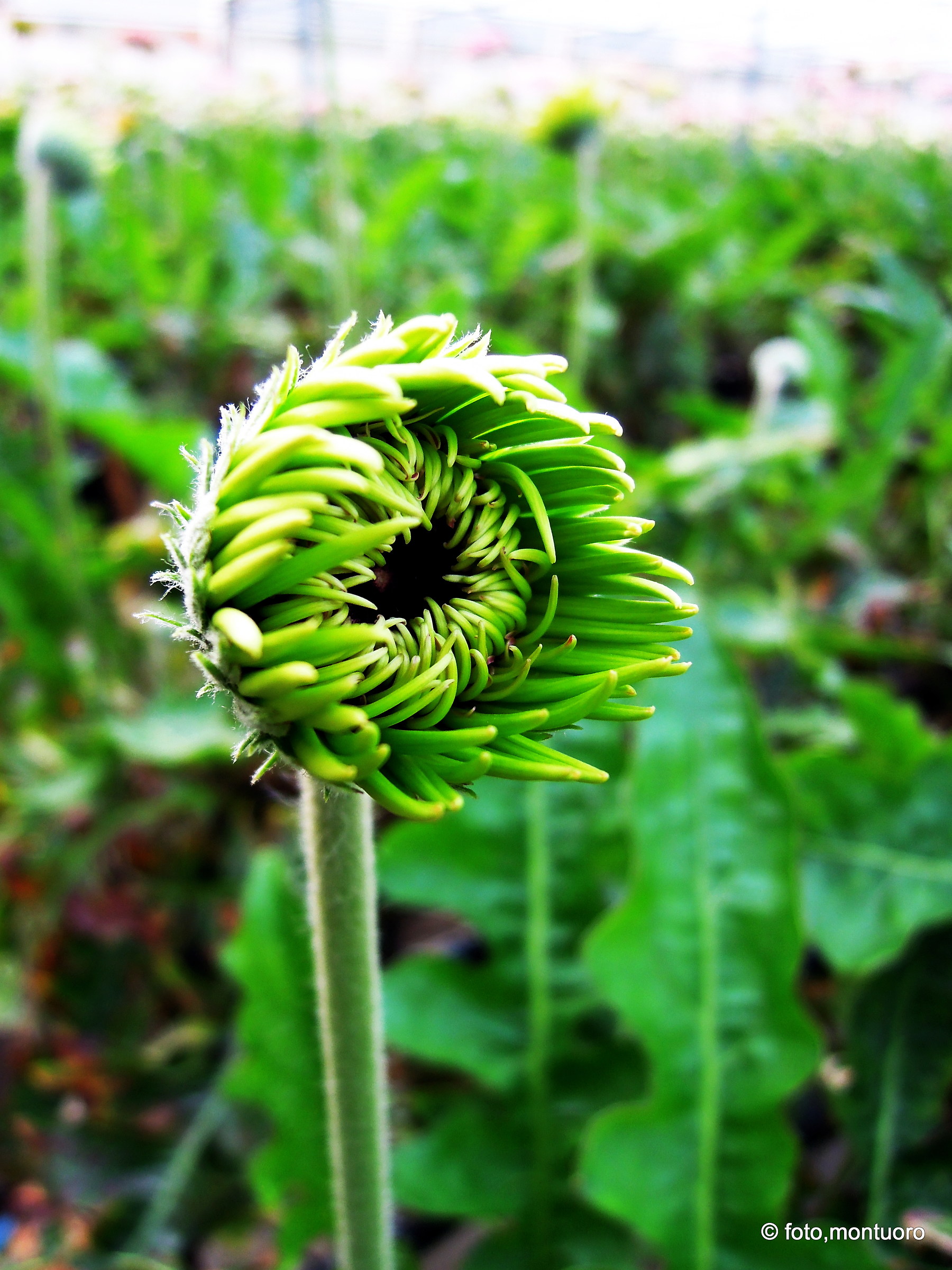 gerbera