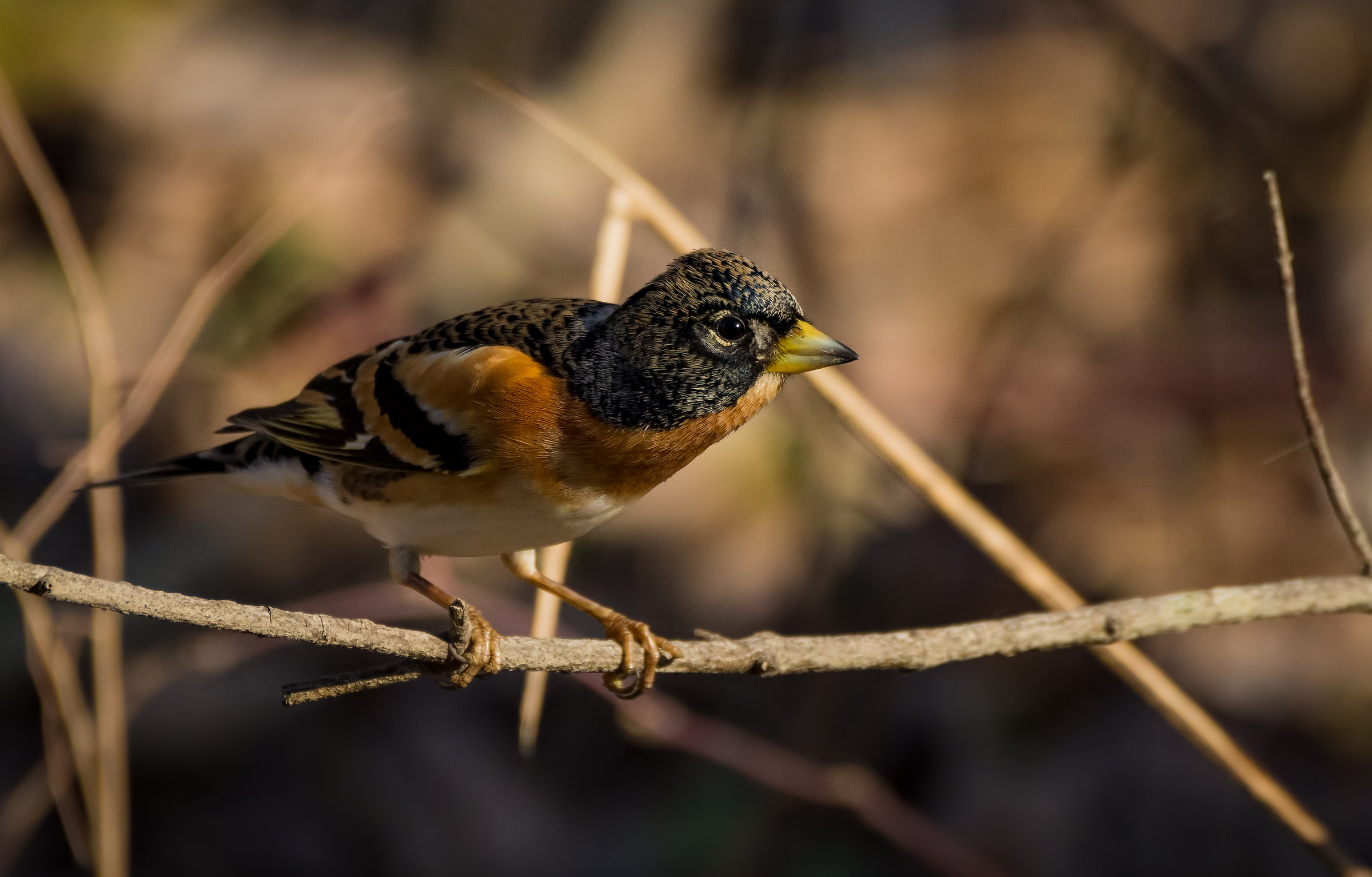 Brambling