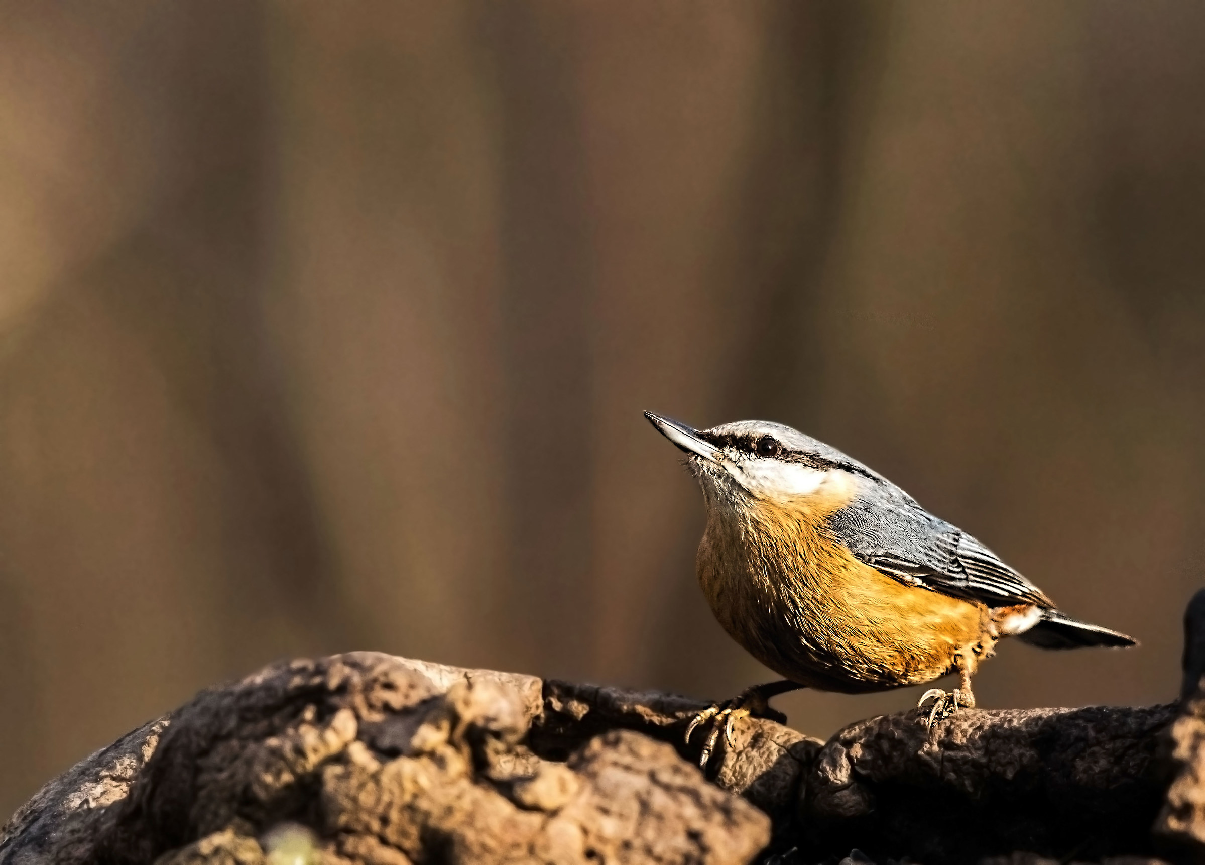 Nuthatch