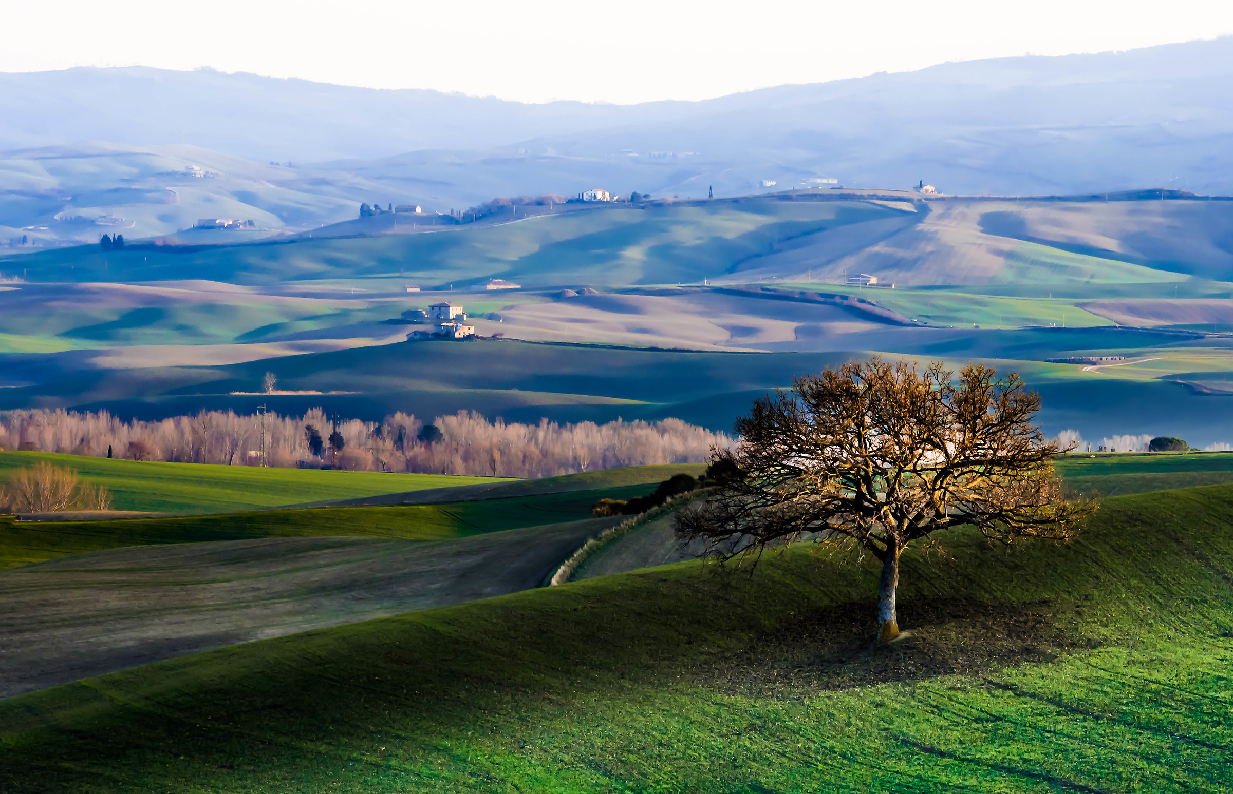 quercia in val d'orcia