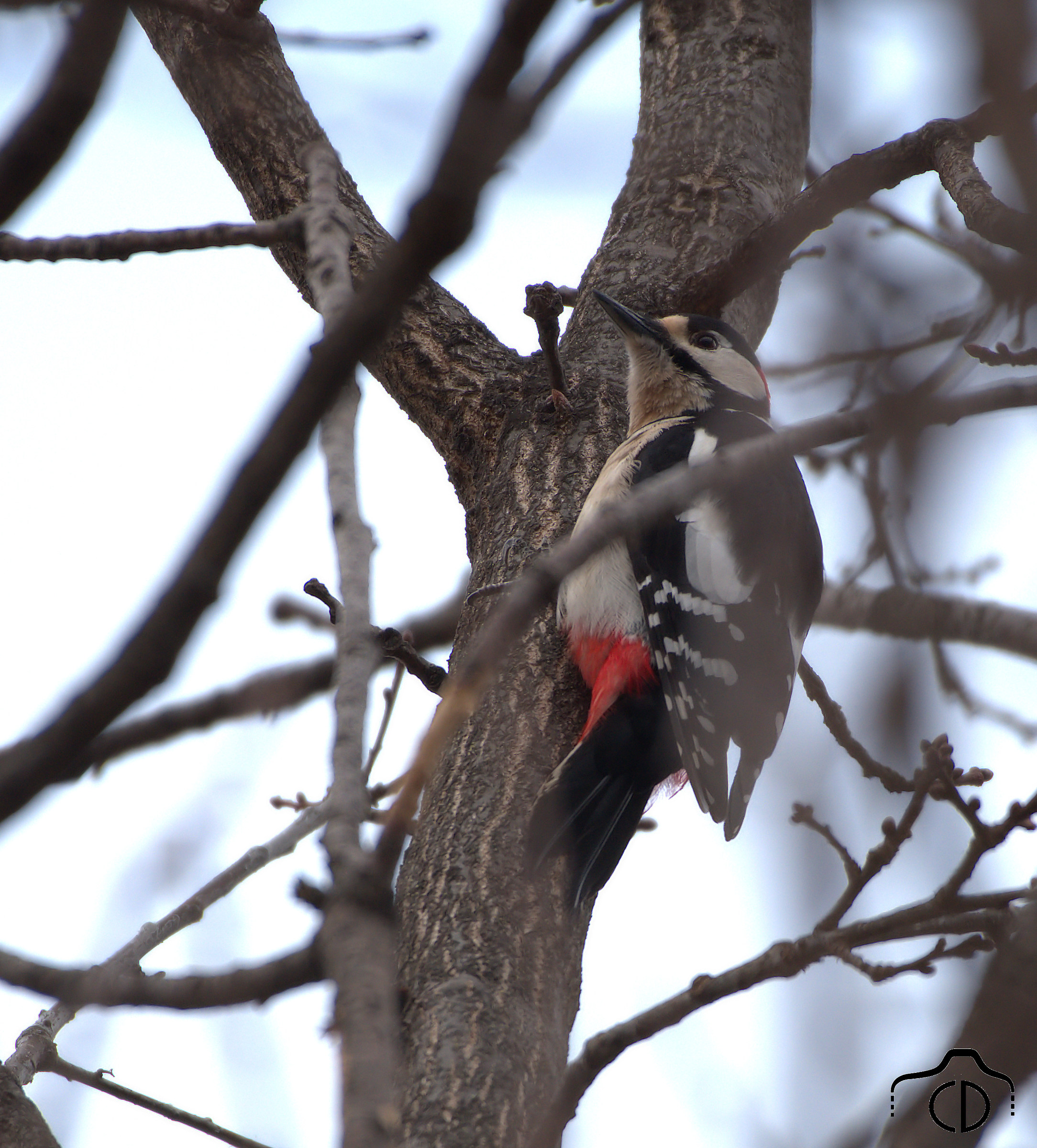 Great spotted woodpecker