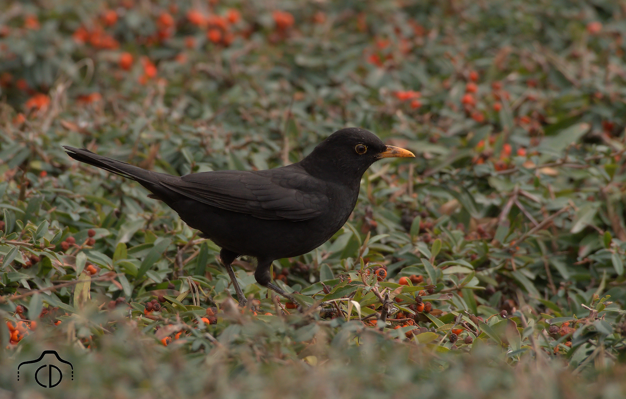Blackbird