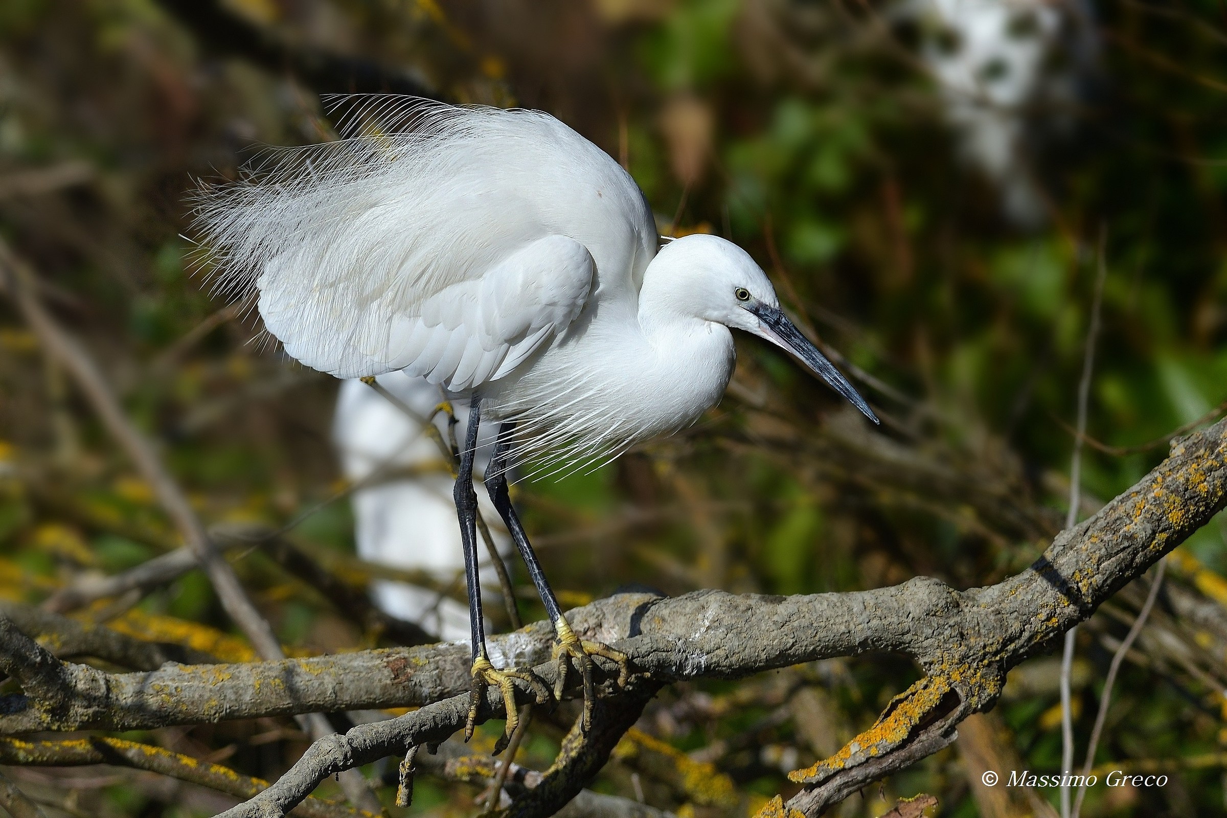 Garzetta in abito nuziale