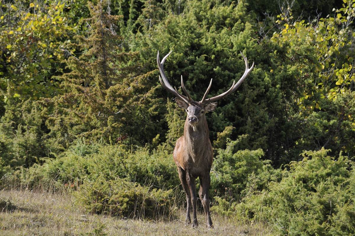 Io sono di guardia quì