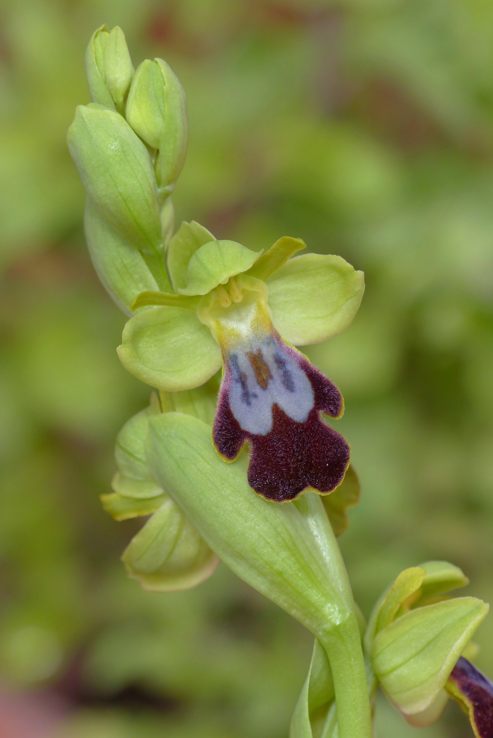 Ophrys lojaconoi