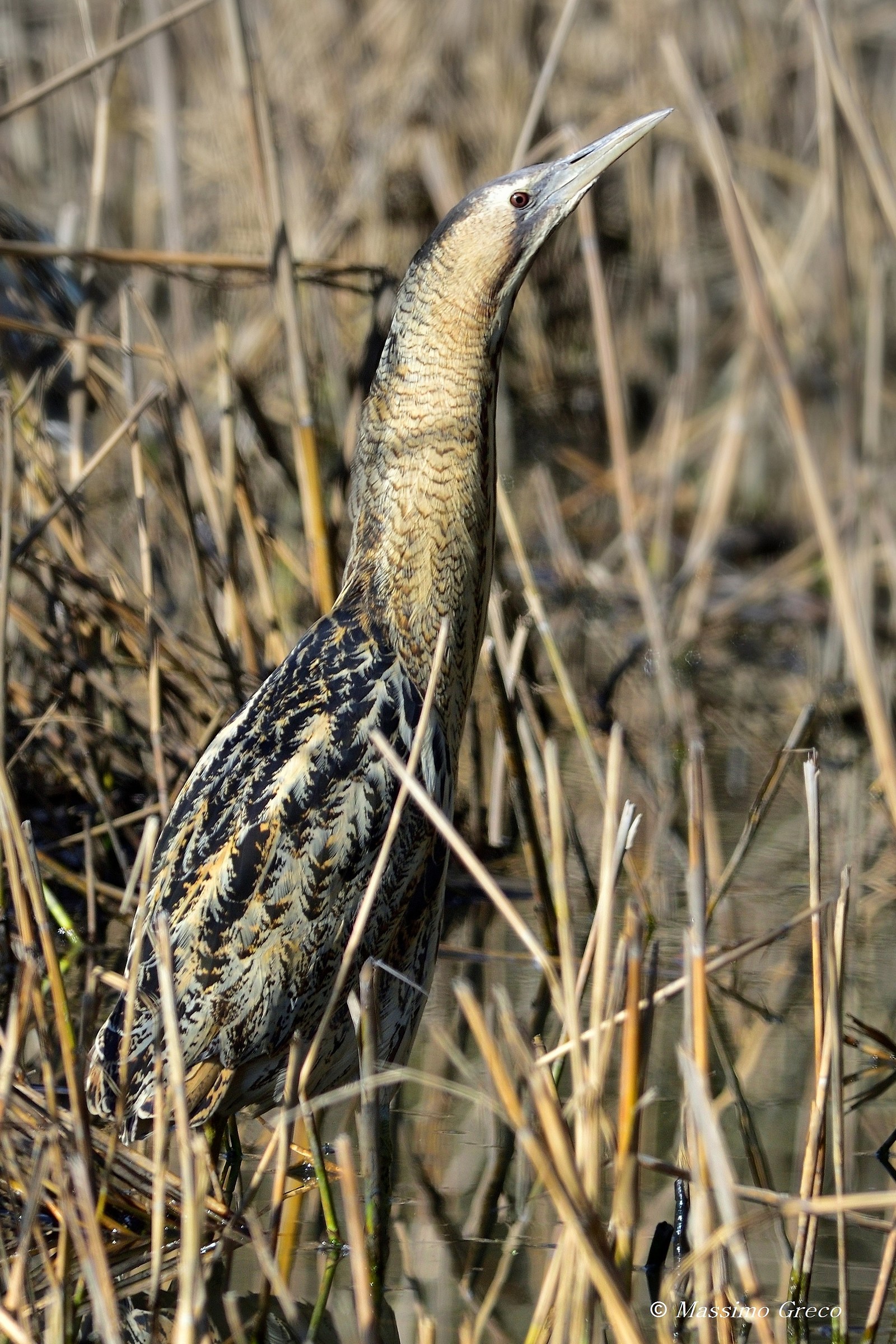 The king of the lake! Bittern