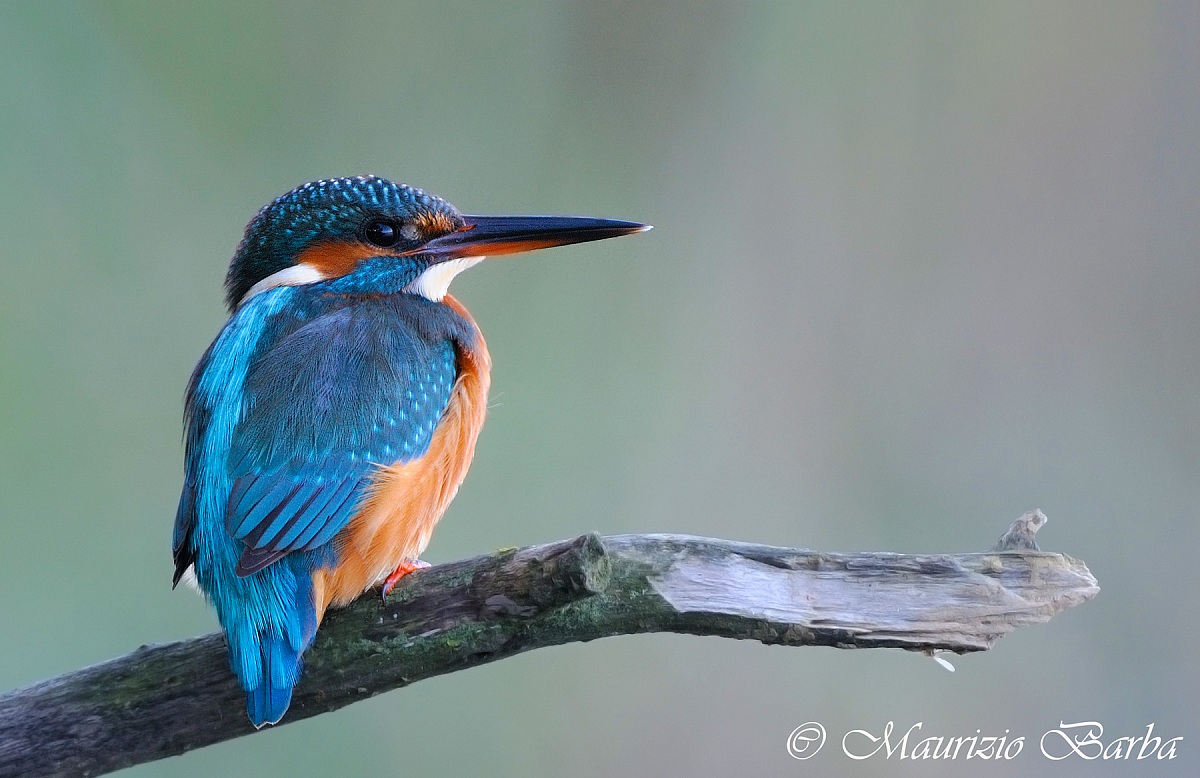 Kingfisher