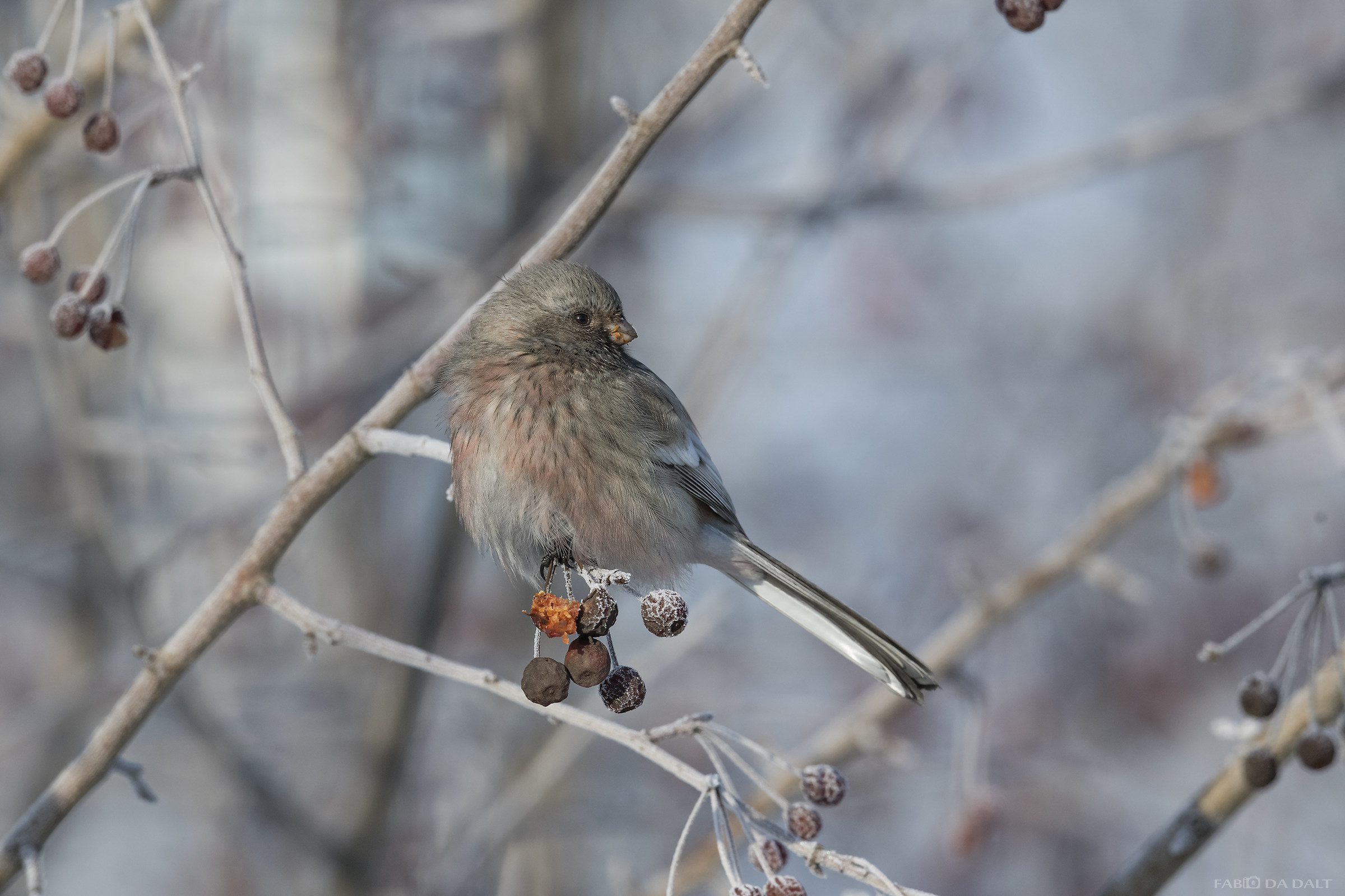 Bullfinch Bullfinch - Siberian Bullfinch