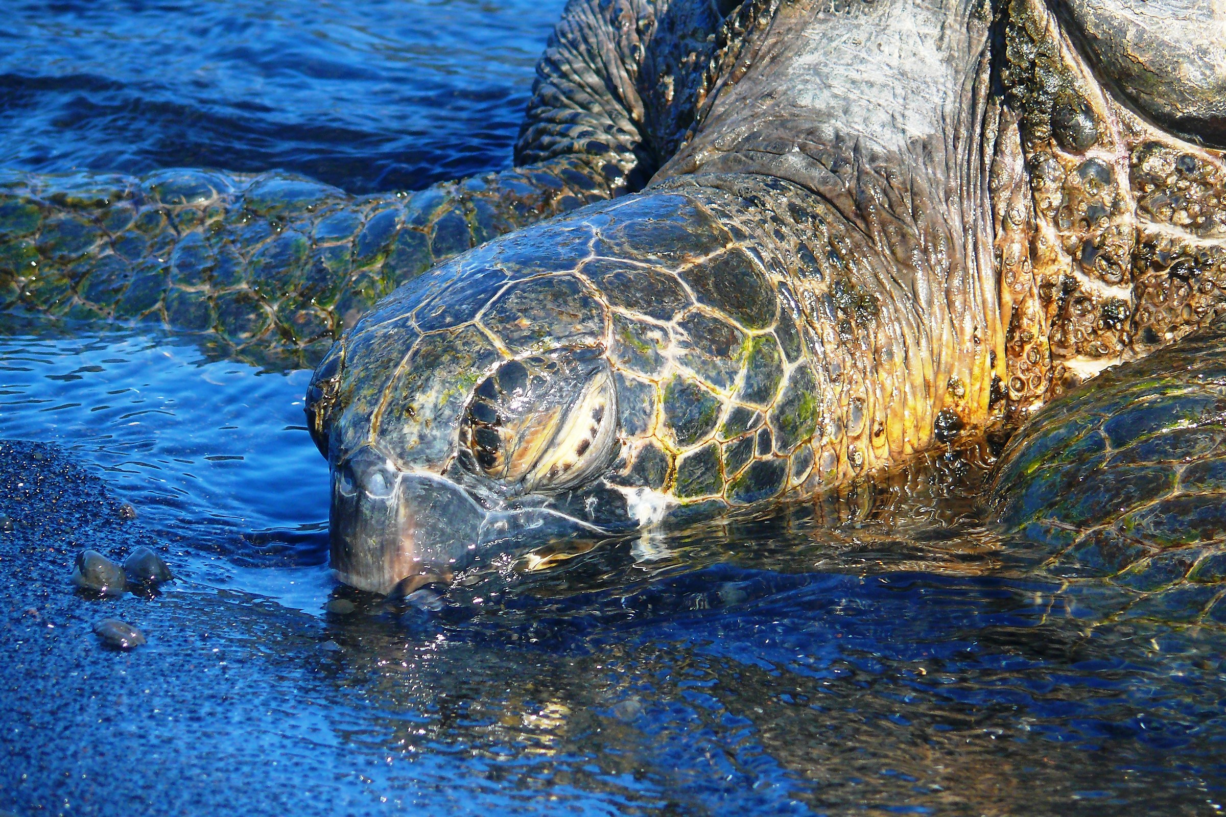 Green turtle