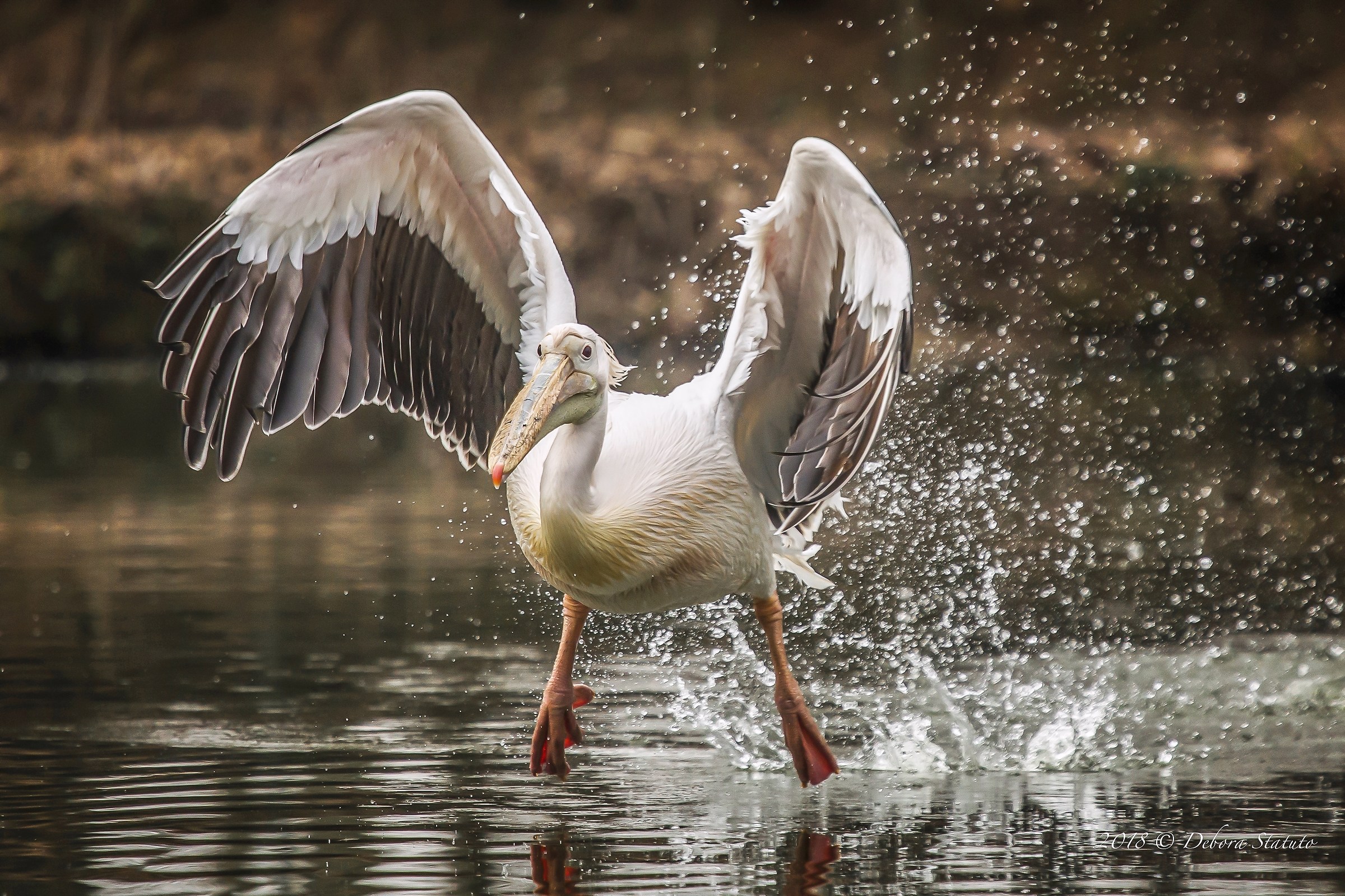 Flight lessons .....