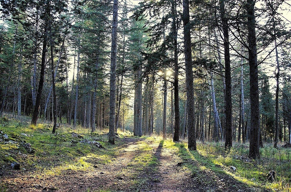 going for silent woods