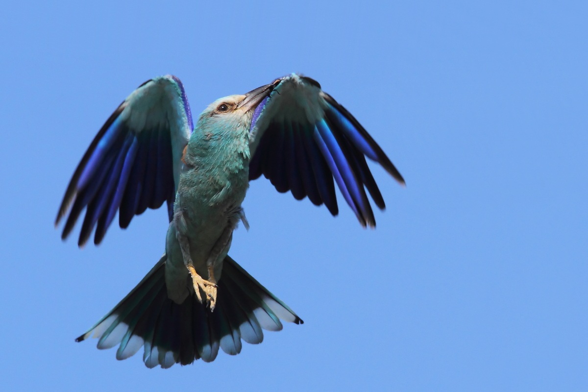 tono su tono su tono... 1