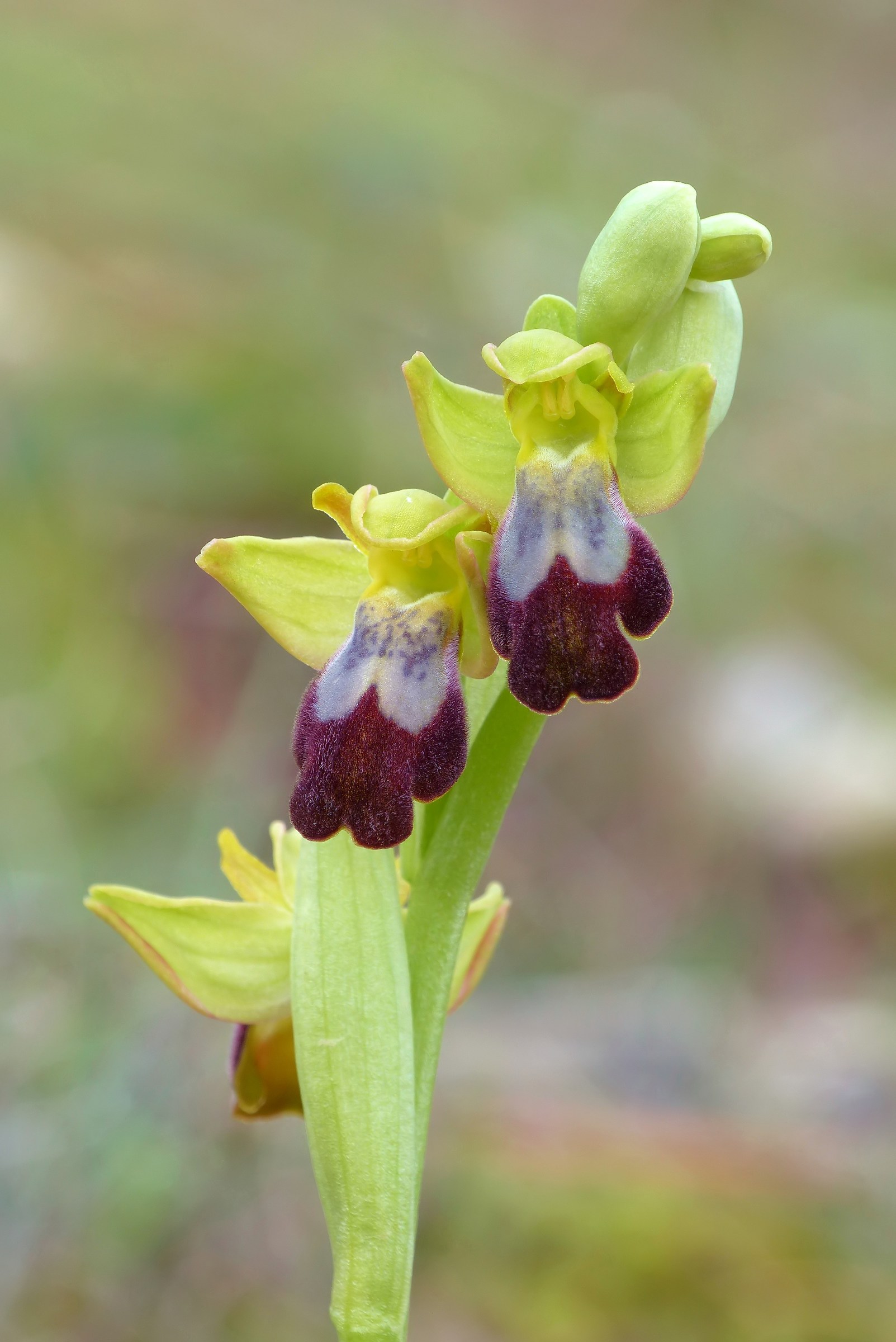 Ophrys forestieri vs Ophrys lojaconoi