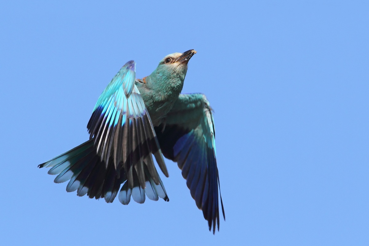 tono su tono su tono... 3