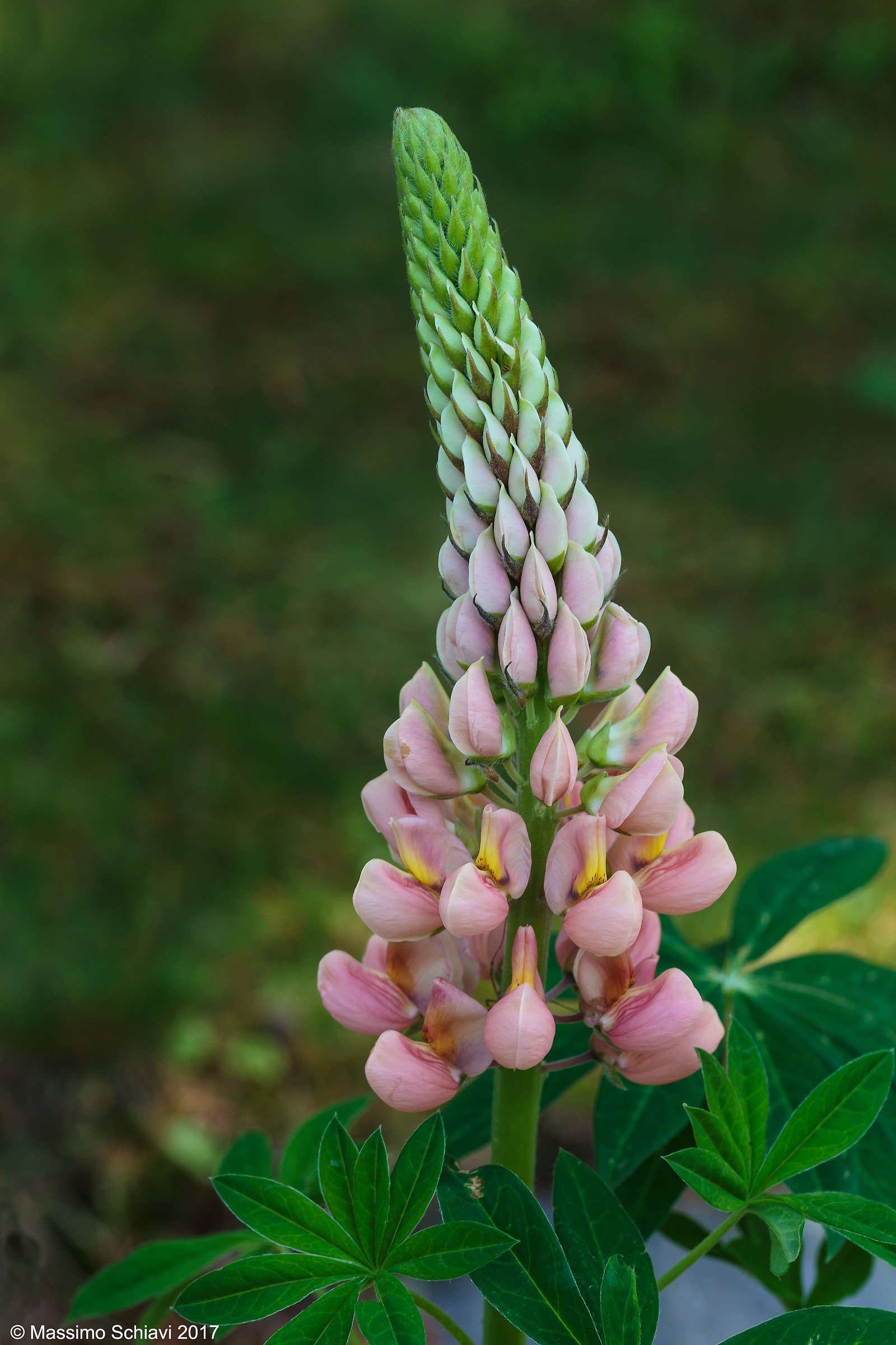Lupinus polyphyllus Lindl.