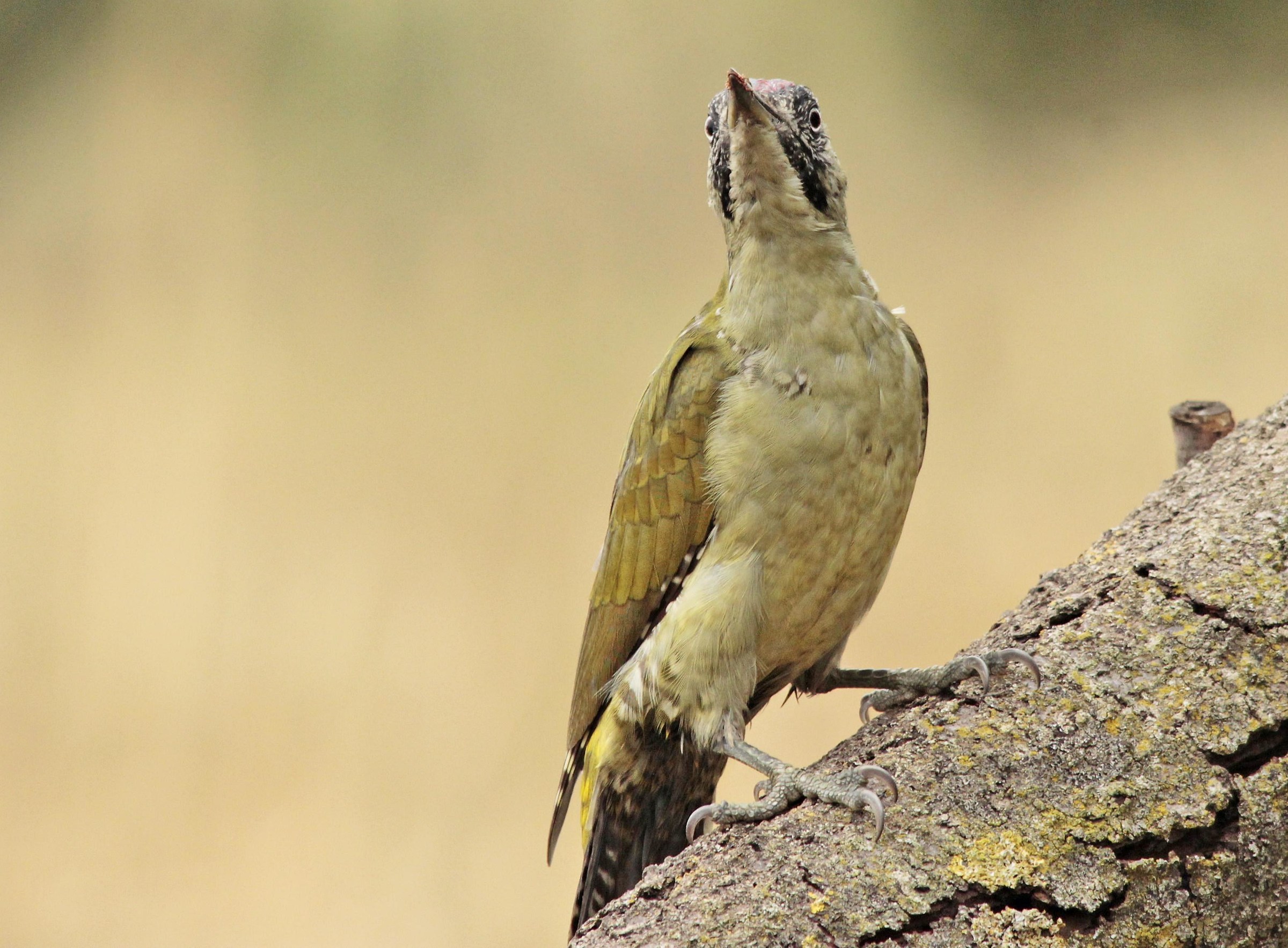 picchio verde femmina