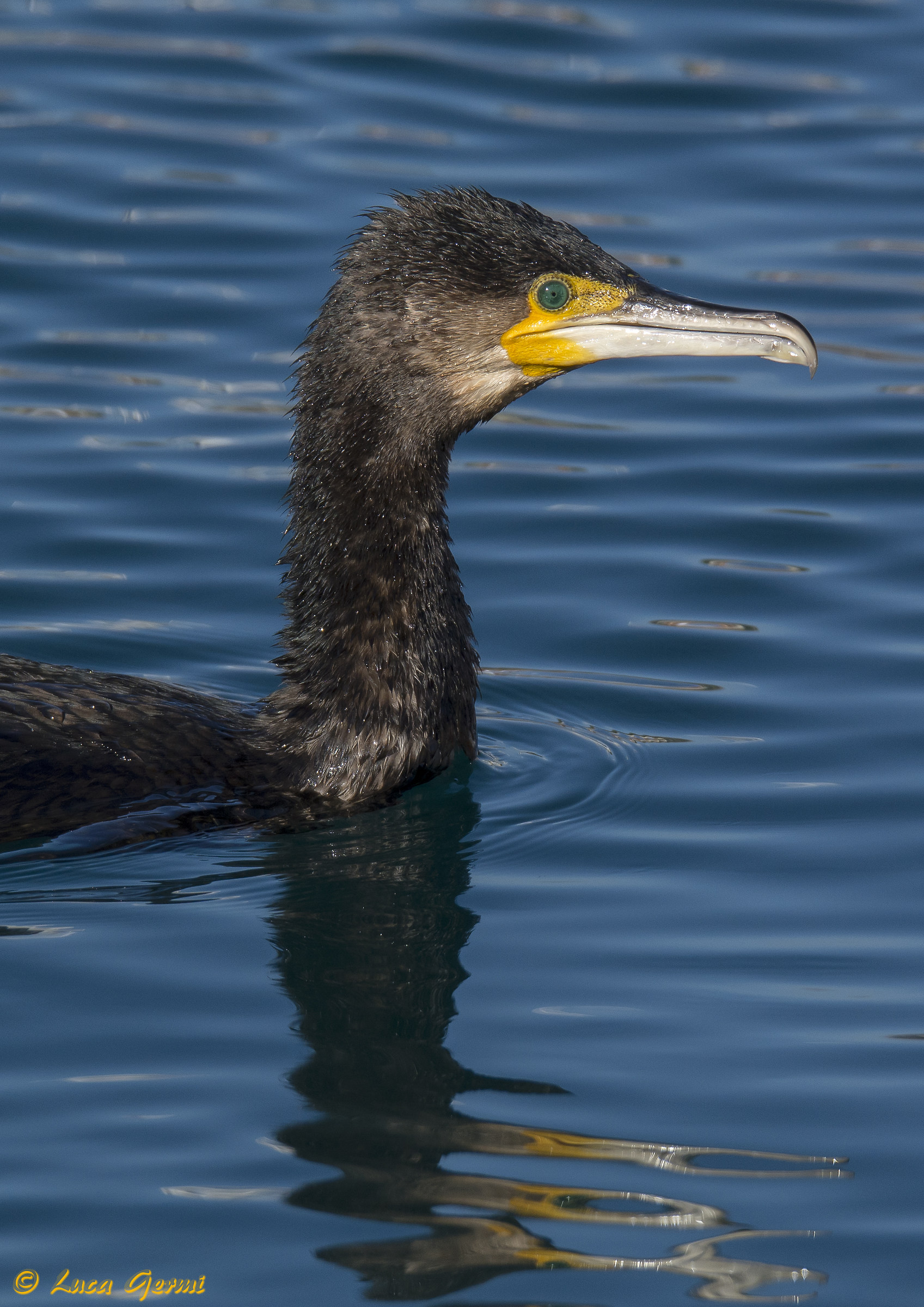 Cormorano