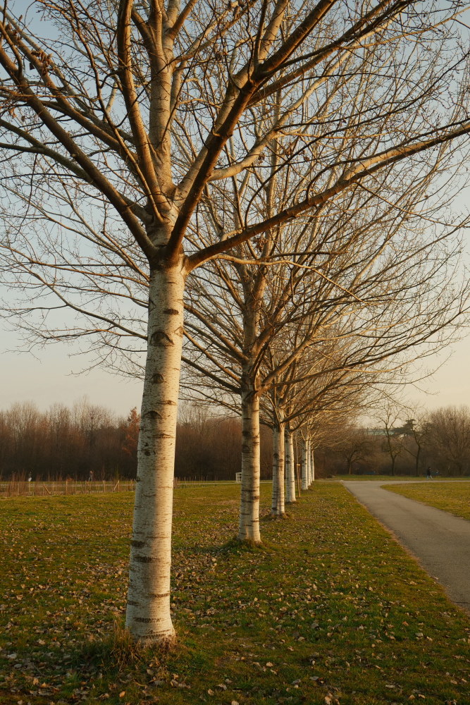 di nuovo tutti in fila