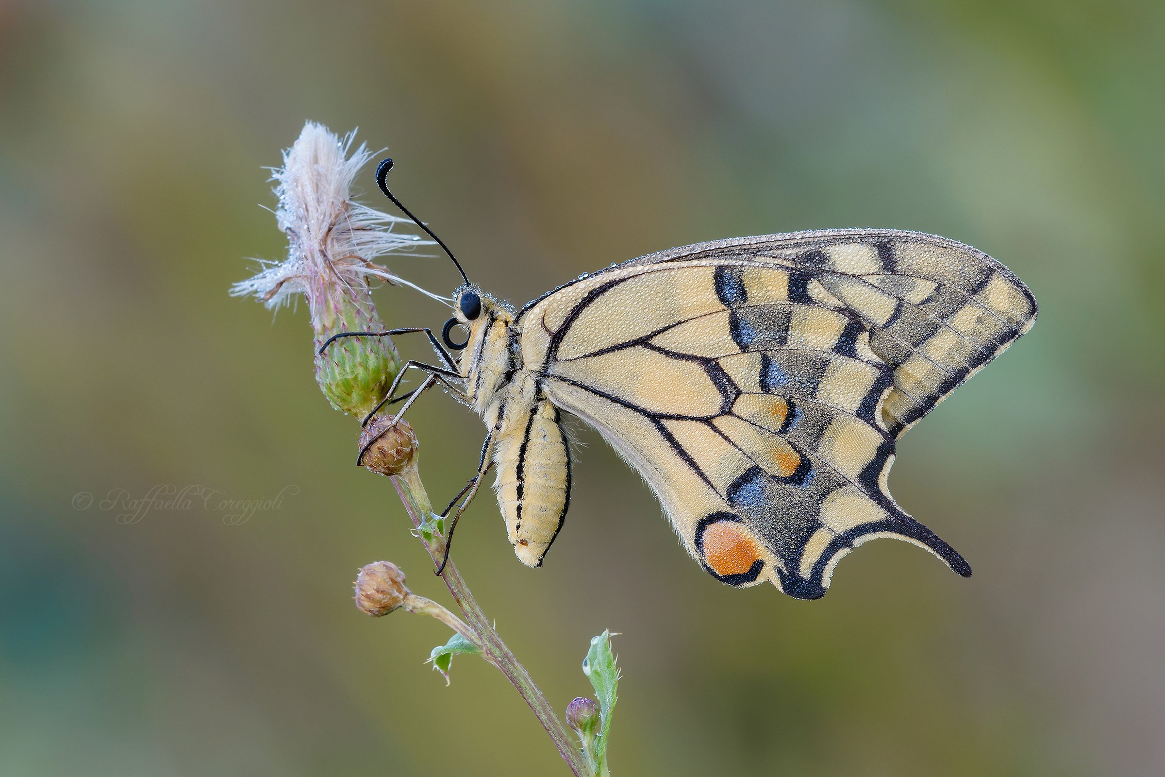 Papilio machaon
