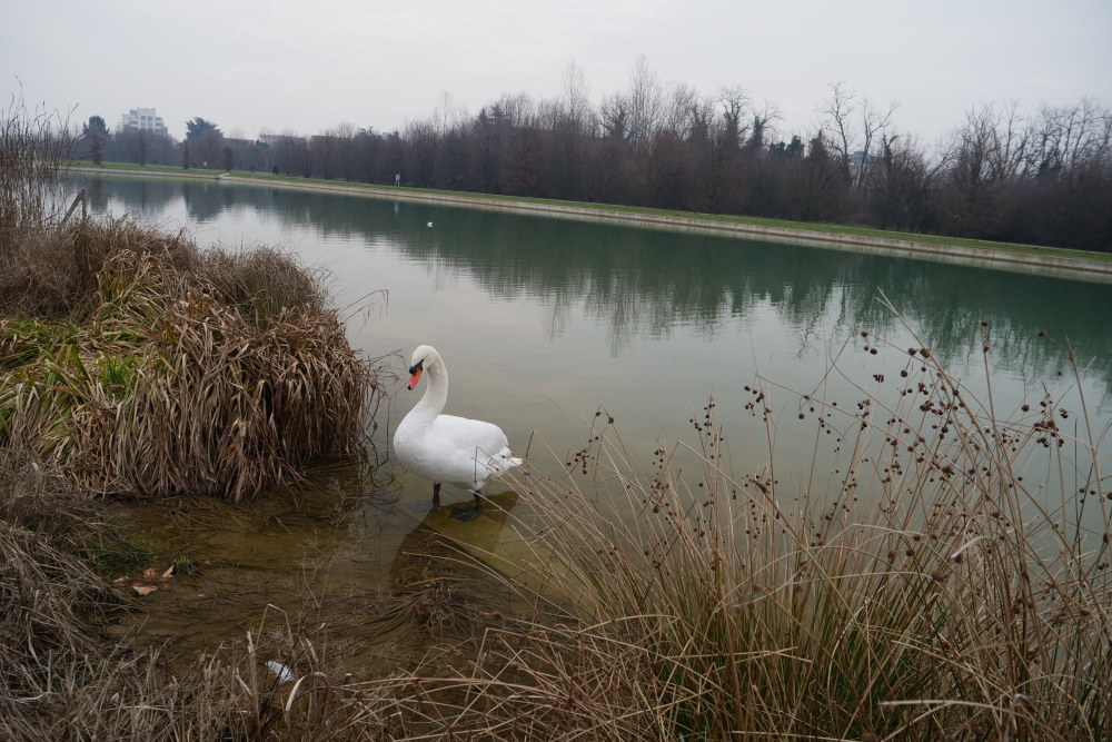 il re del lago artificiale
