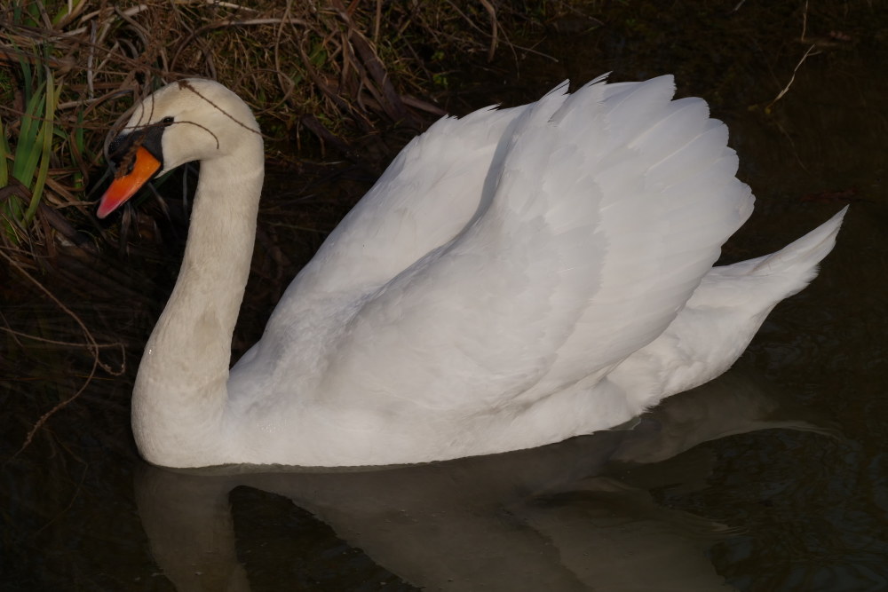 il re del lago artificiale