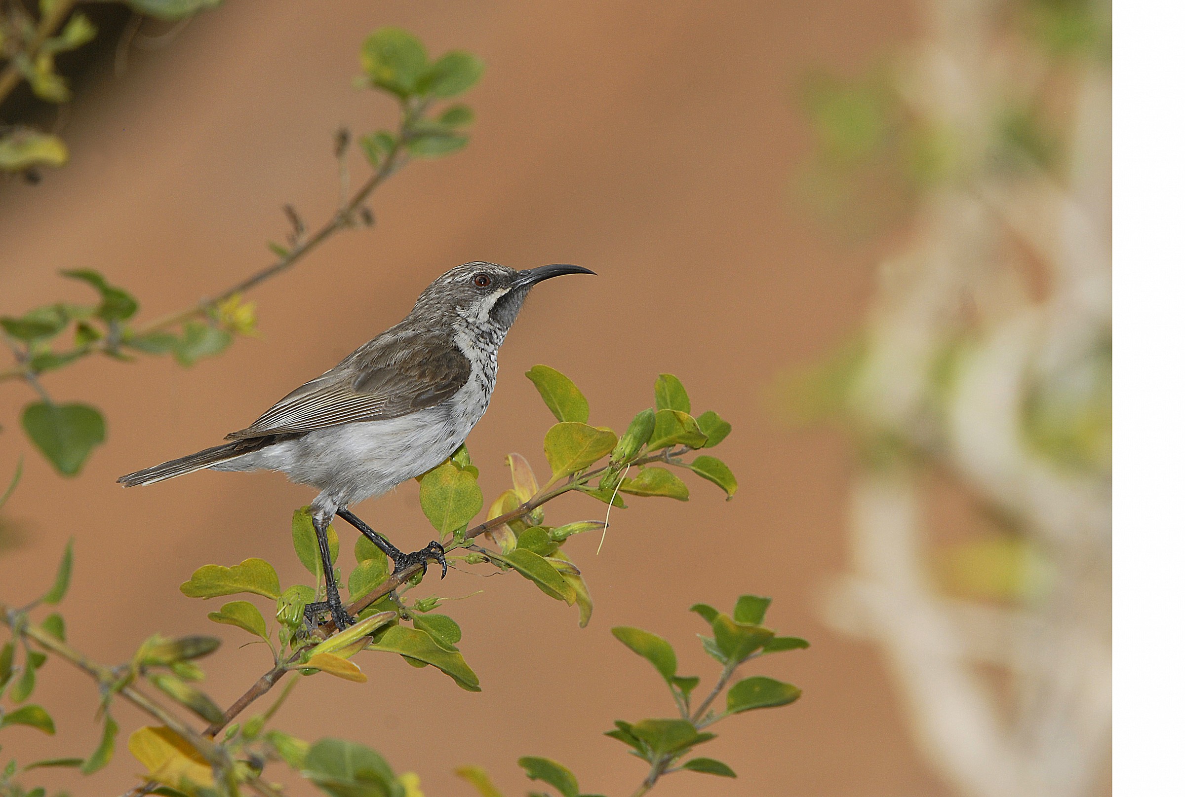Nectarinia balfouri. Endemic to the island of Socotra