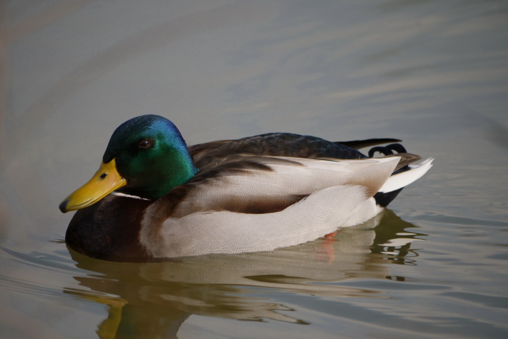 Mallard