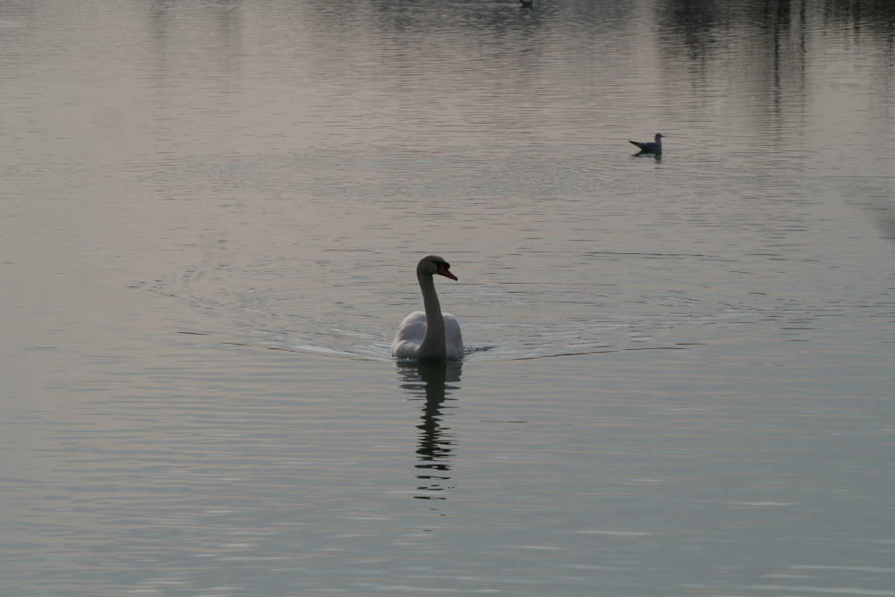 il re controlla il suo regno