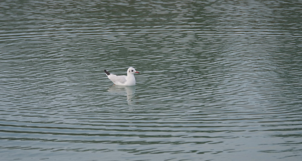 anche un gabbiano tra i sudditi