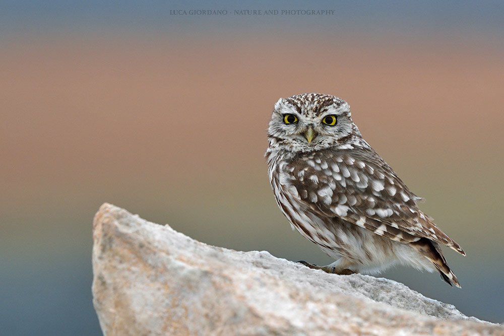 Civetta - Little owl