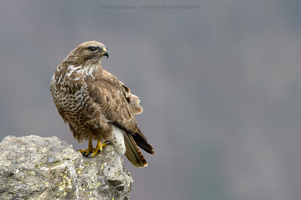 Poiana - Common buzzard