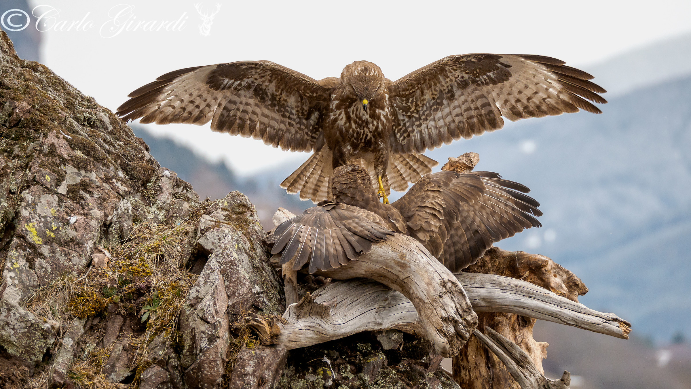 Sottomettiti. Buteo Buteo