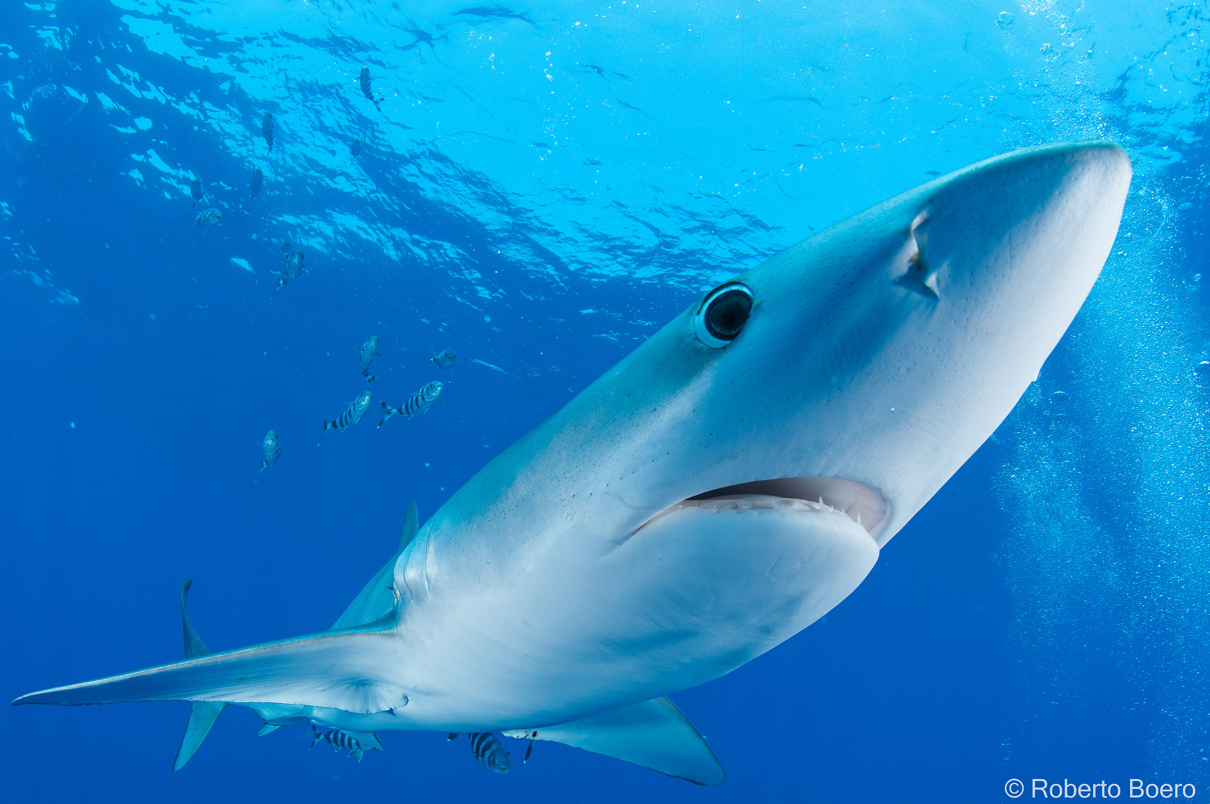 Blue shark, Verdesca (Prionace glauca)