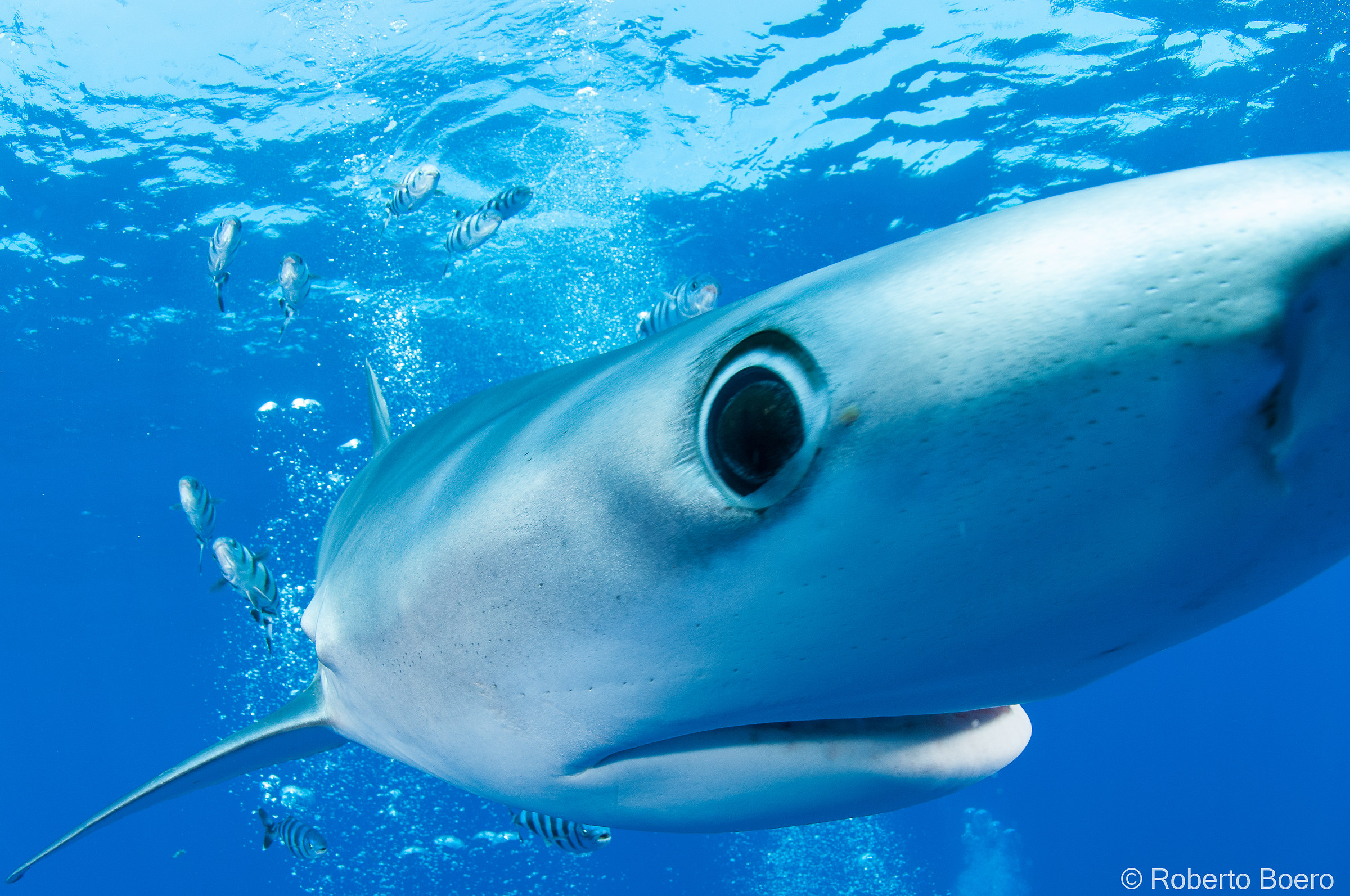 Blue shark, Verdesca (Prionace glauca)